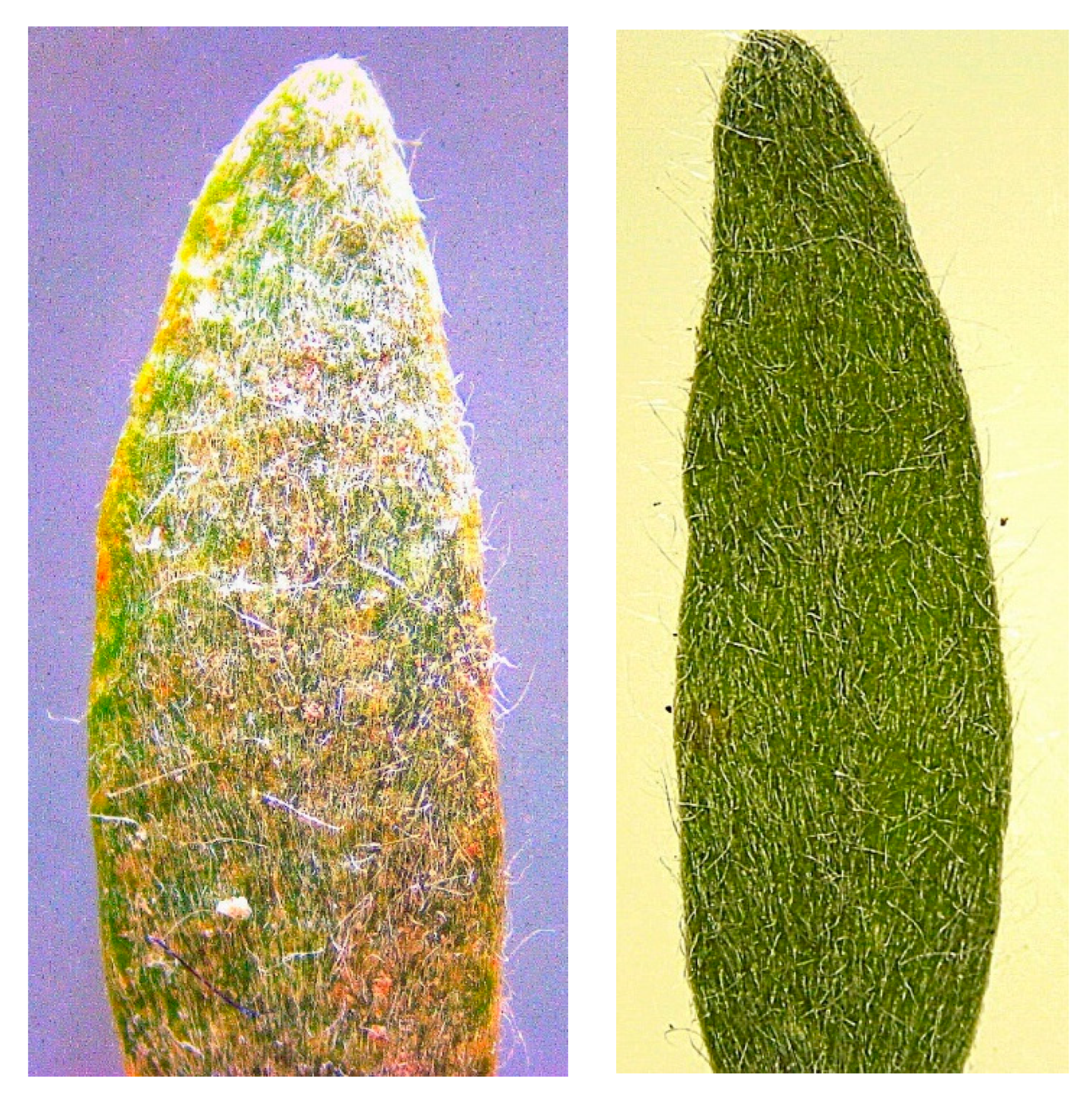Plants 12 02679 g008 Plants 12 02679 g008