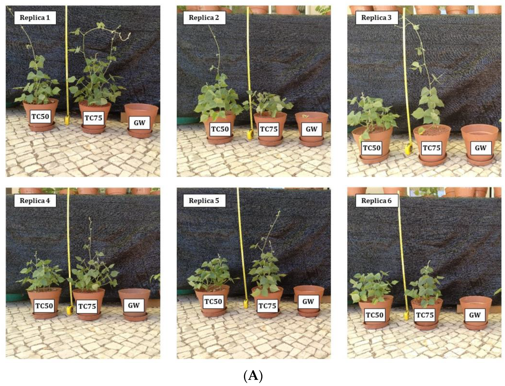 Plants 12 02682 g002a