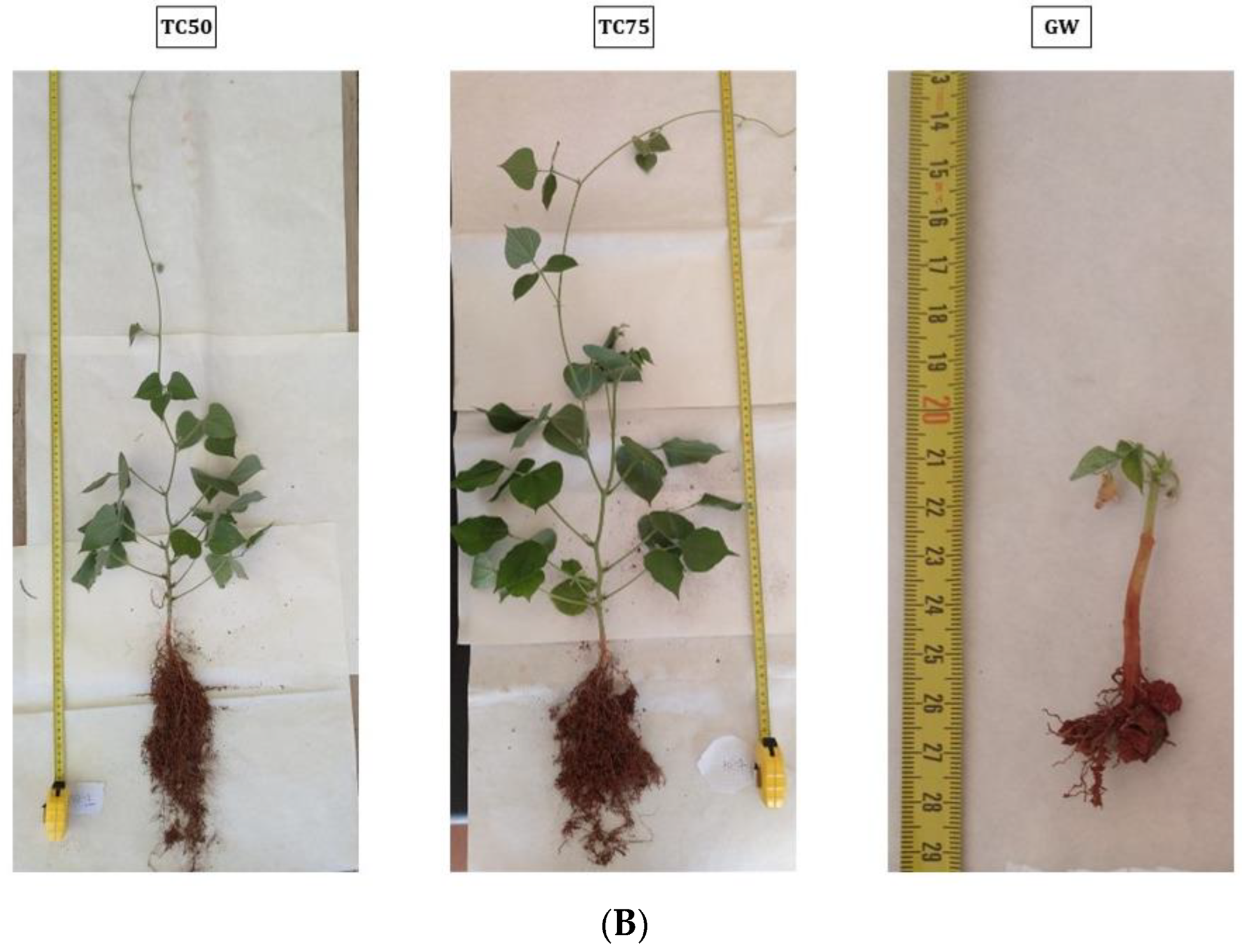 Plants 12 02682 g002b