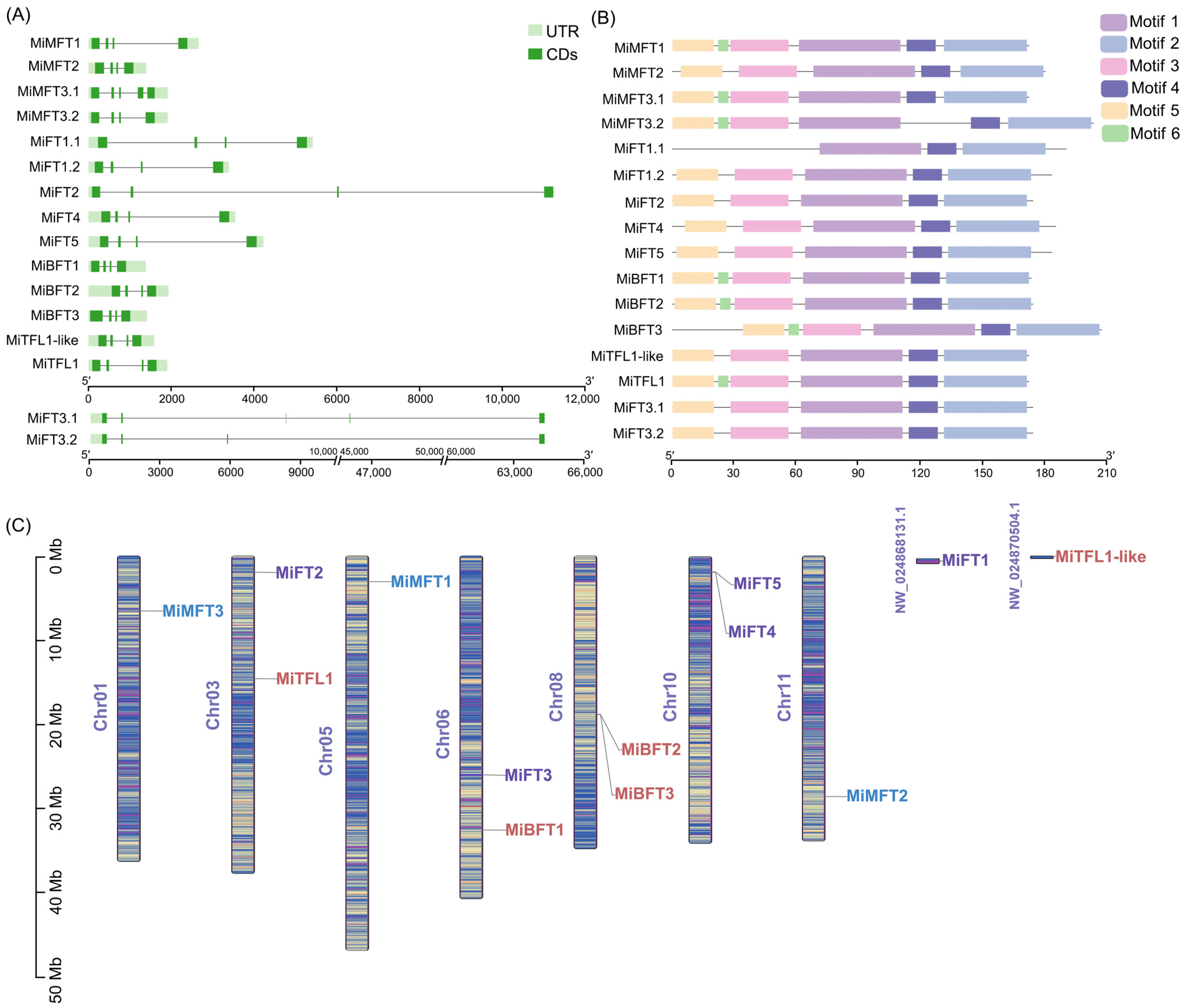 Plants 12 02692 g001