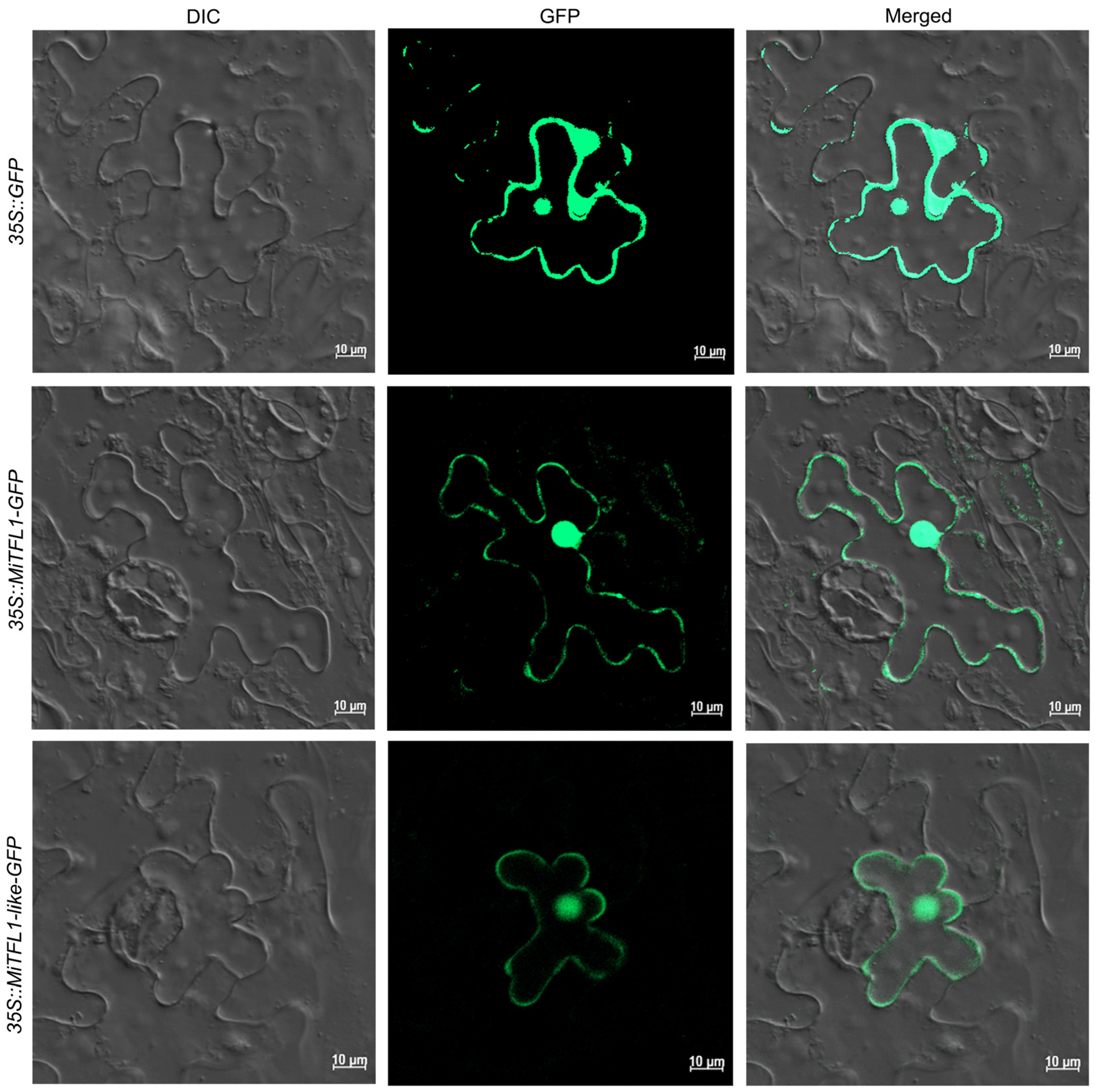 Plants 12 02692 g005