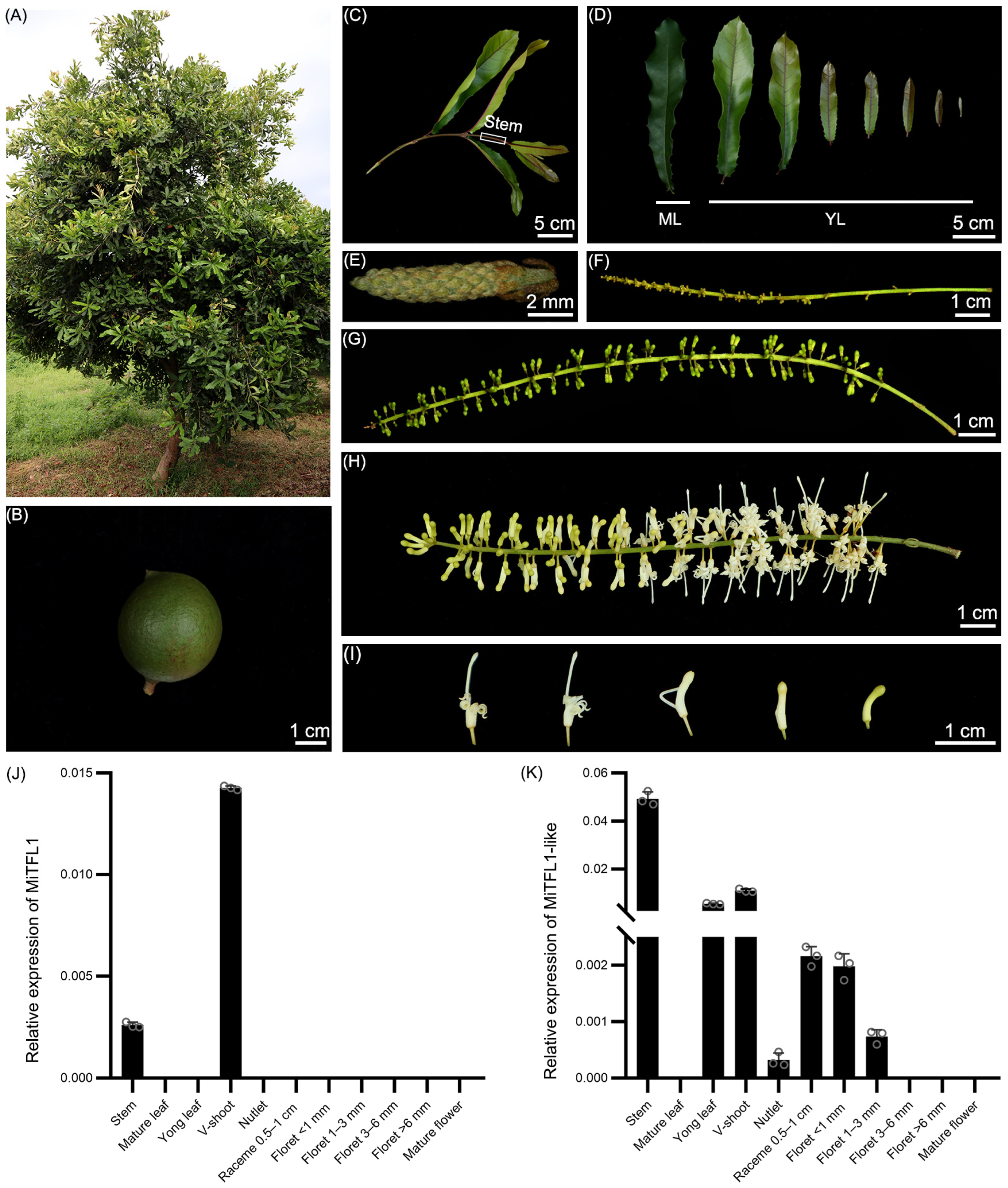 Plants 12 02692 g006