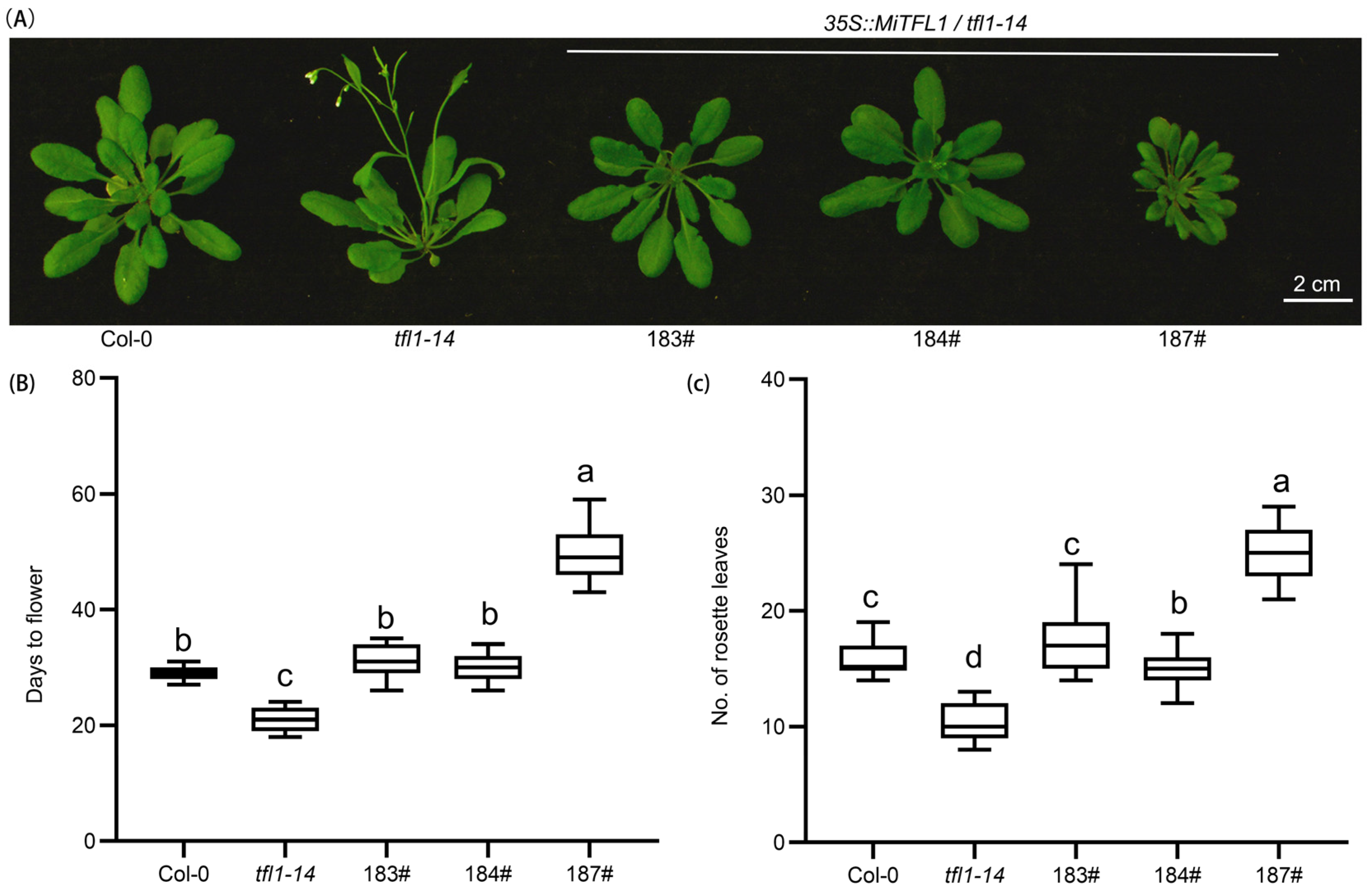 Plants 12 02692 g007