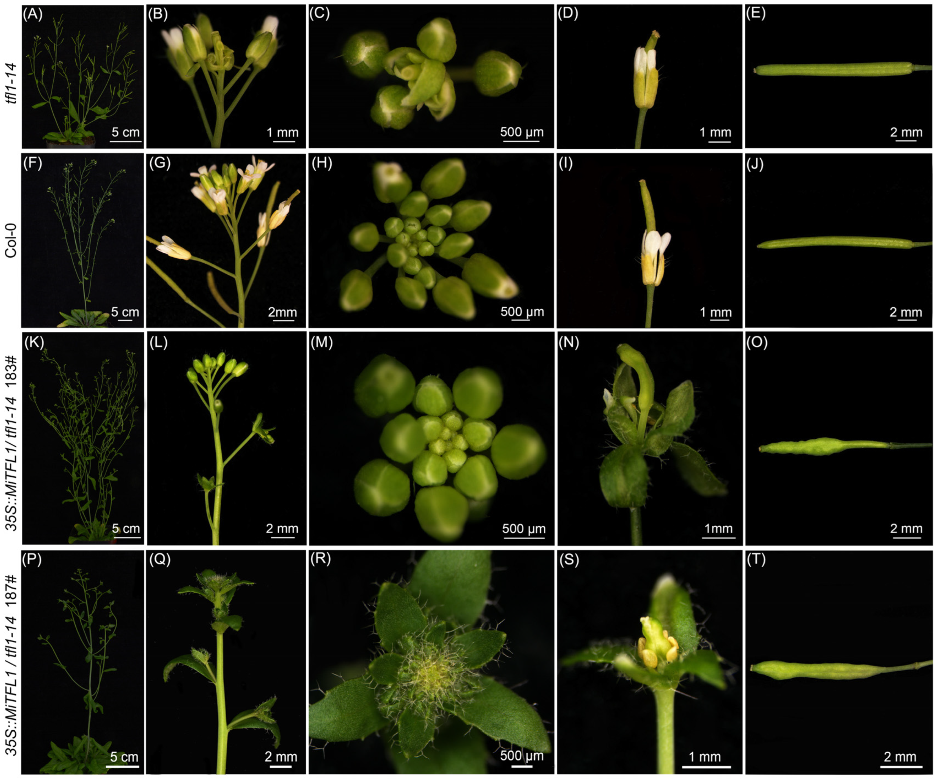 Plants 12 02692 g008