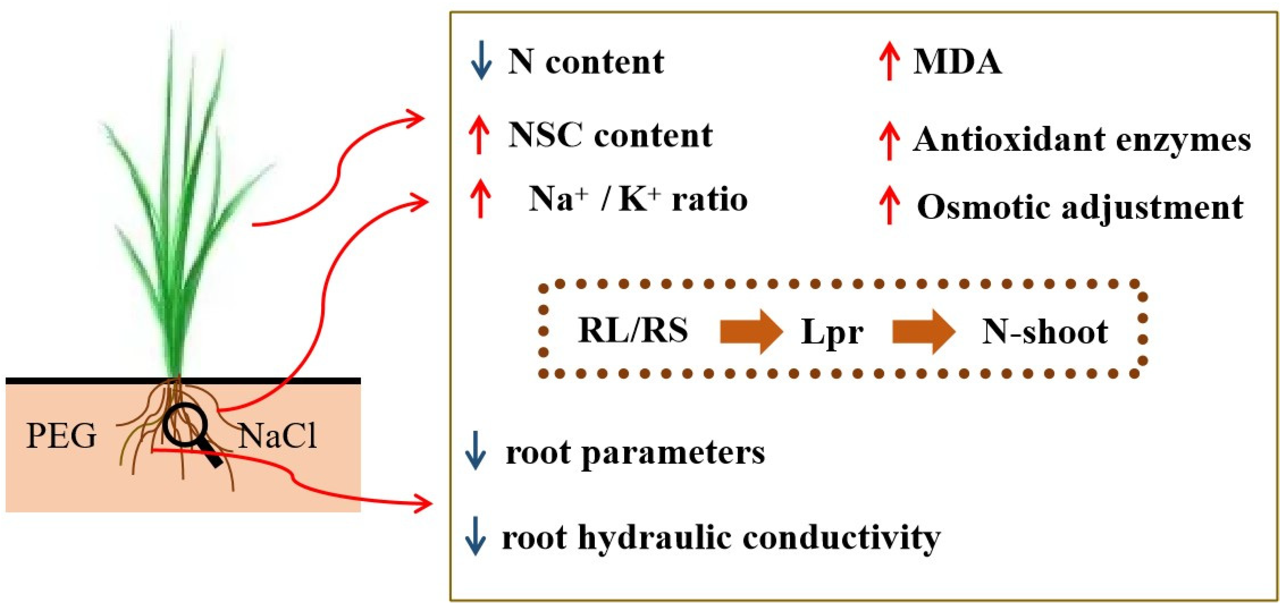 Plants 12 02694 g007 Plants 12 02694 g007