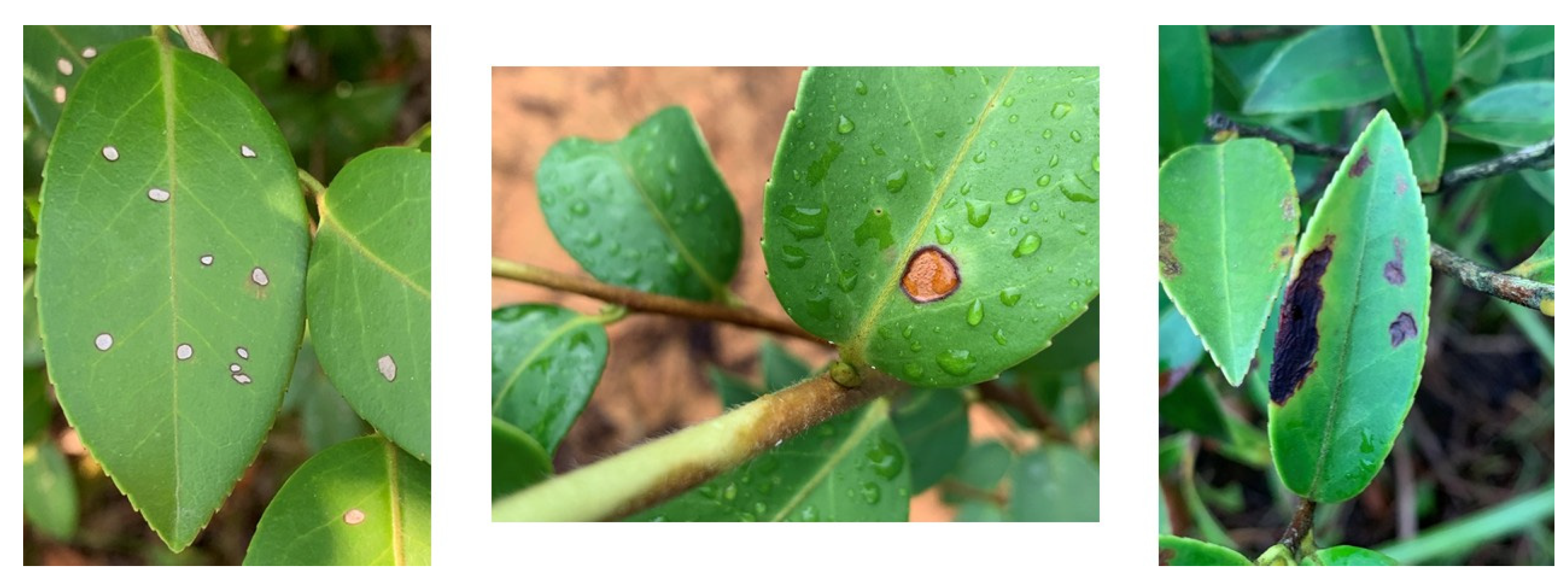 Plants 12 02701 g004 Plants 12 02701 g004