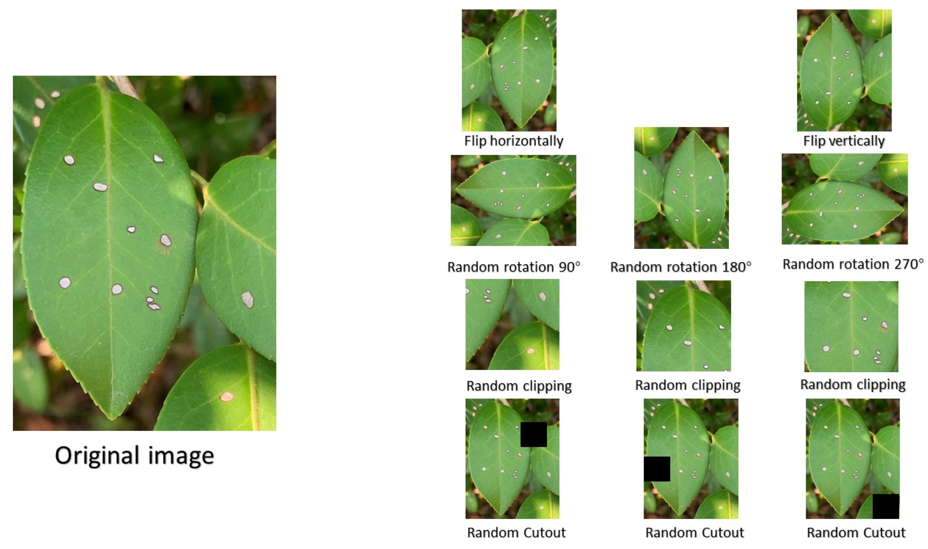 Plants 12 02701 g005 Plants 12 02701 g005