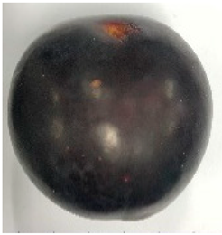 Plants 12 02711 i003 Plants 12 02711 i003