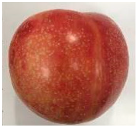 Plants 12 02711 i007 Plants 12 02711 i007