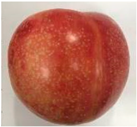 Plants 12 02711 i008 Plants 12 02711 i008