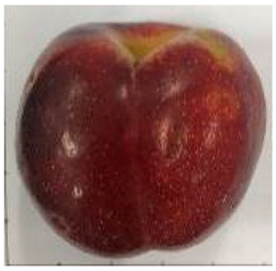 Plants 12 02711 i011 Plants 12 02711 i011