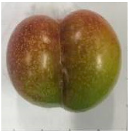 Plants 12 02711 i015 Plants 12 02711 i015