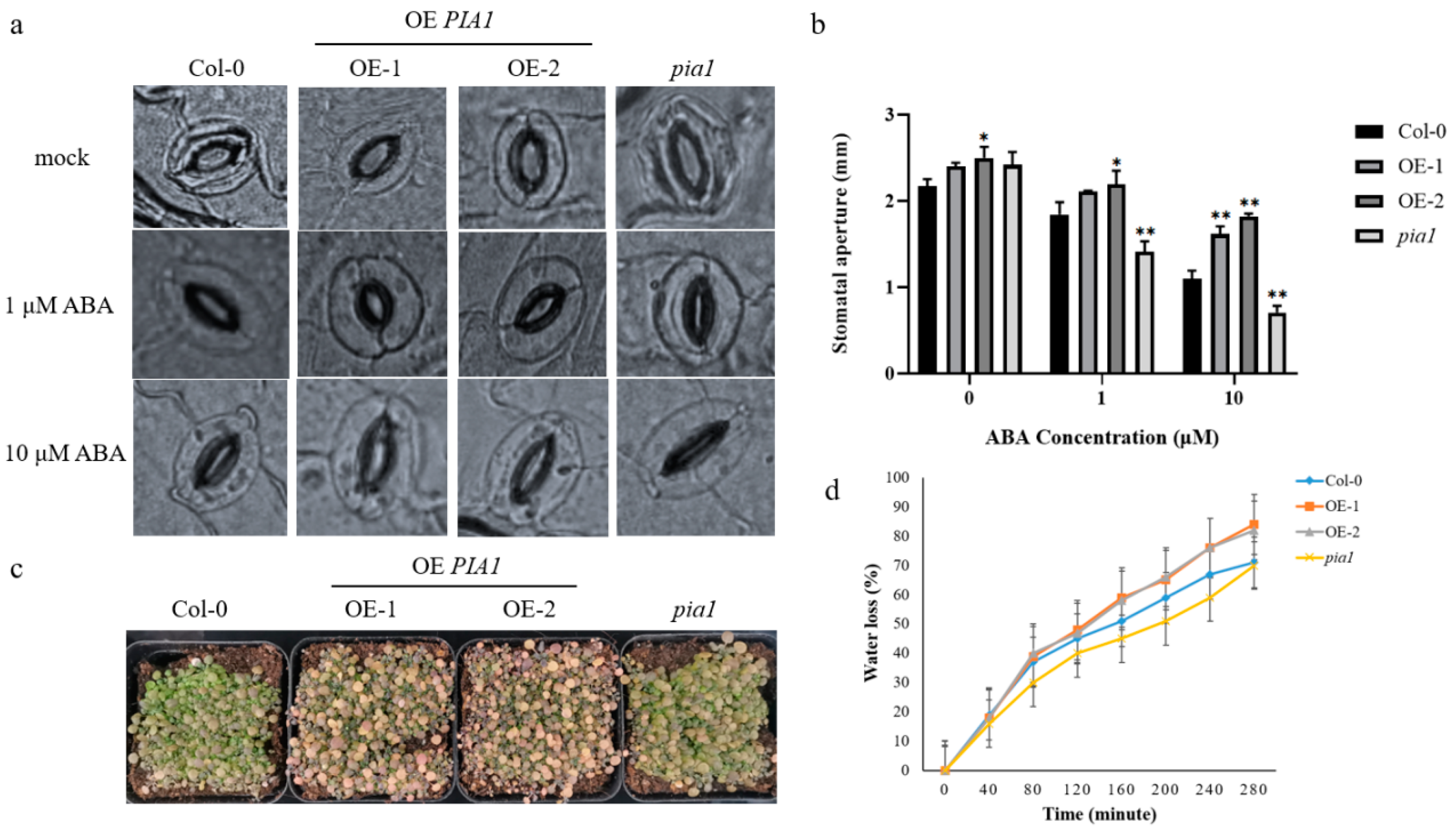 Plants 12 02716 g003 Plants 12 02716 g003