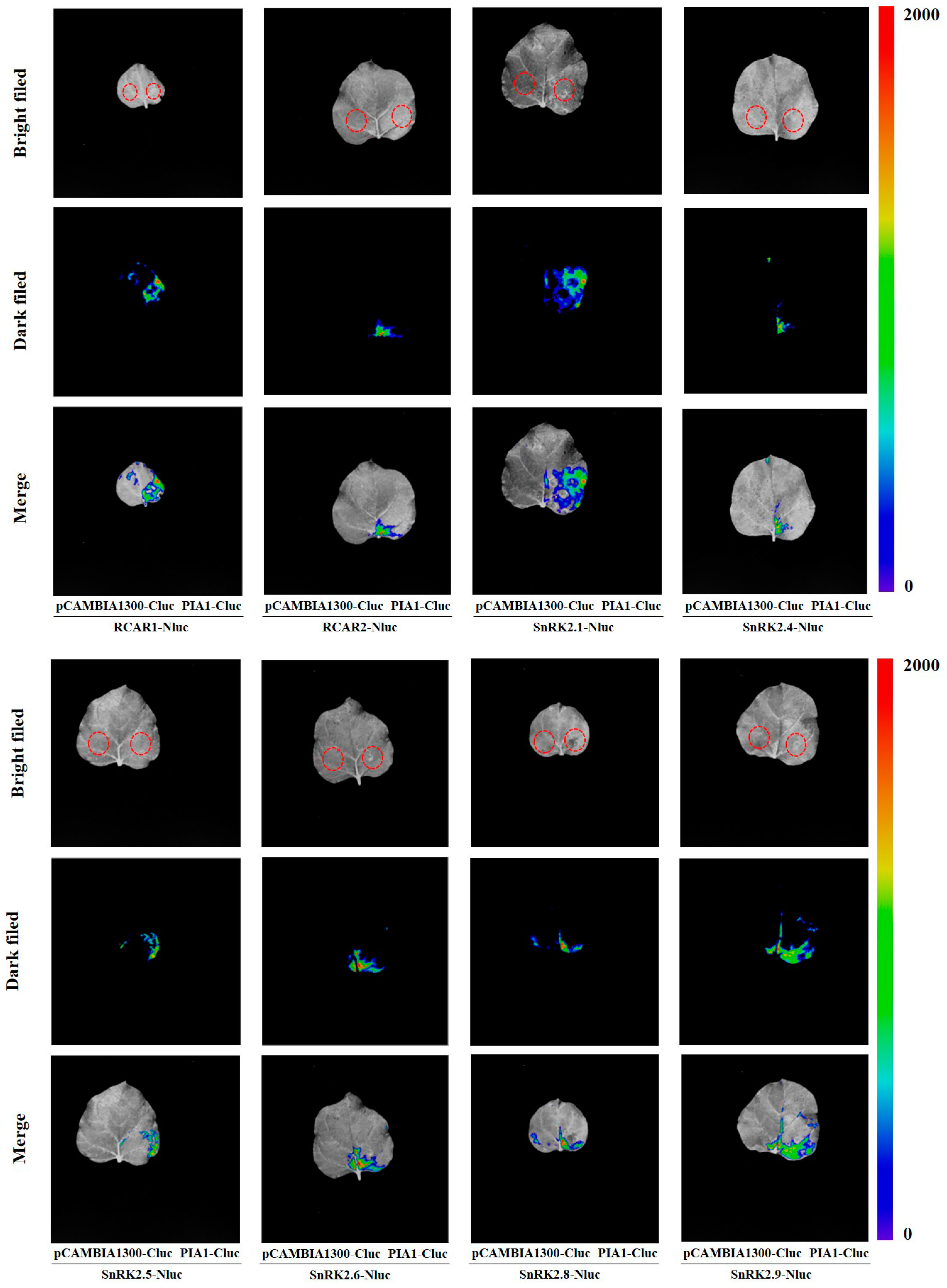 Plants 12 02716 g008 Plants 12 02716 g008