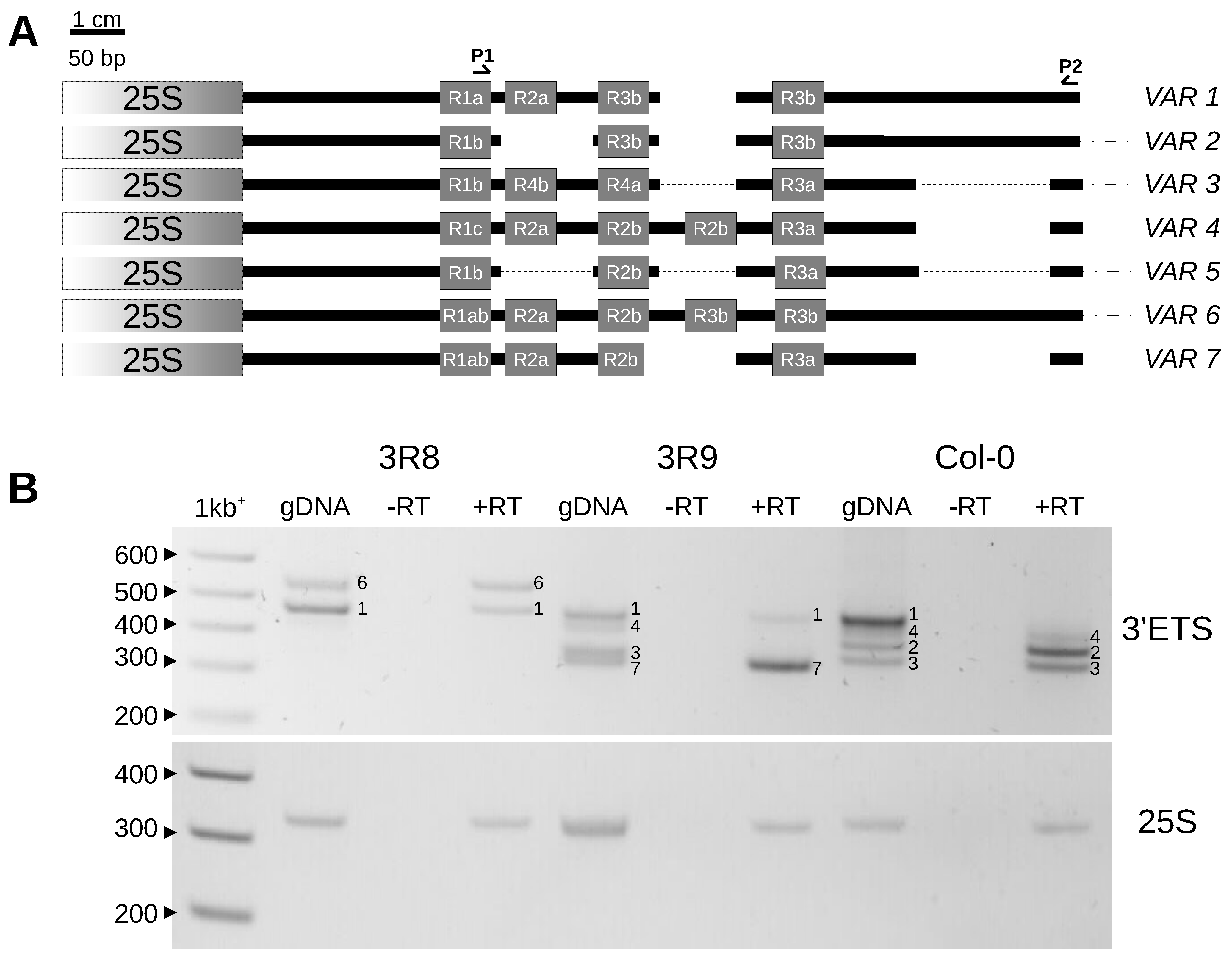 Plants 12 02722 g005 Plants 12 02722 g005