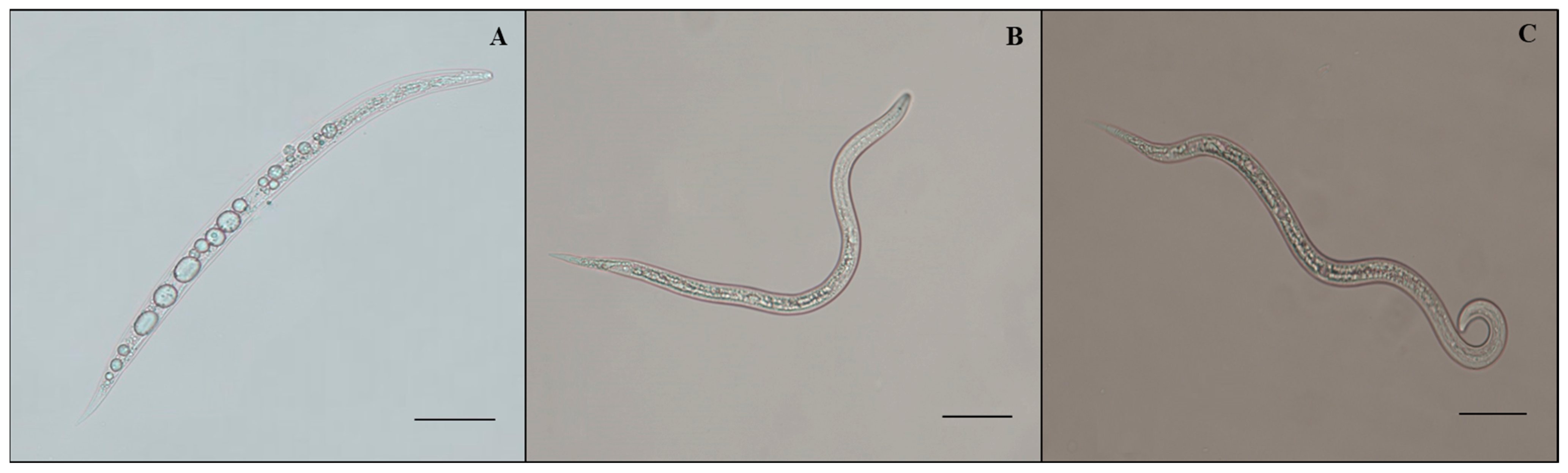 Plants 12 02724 g001