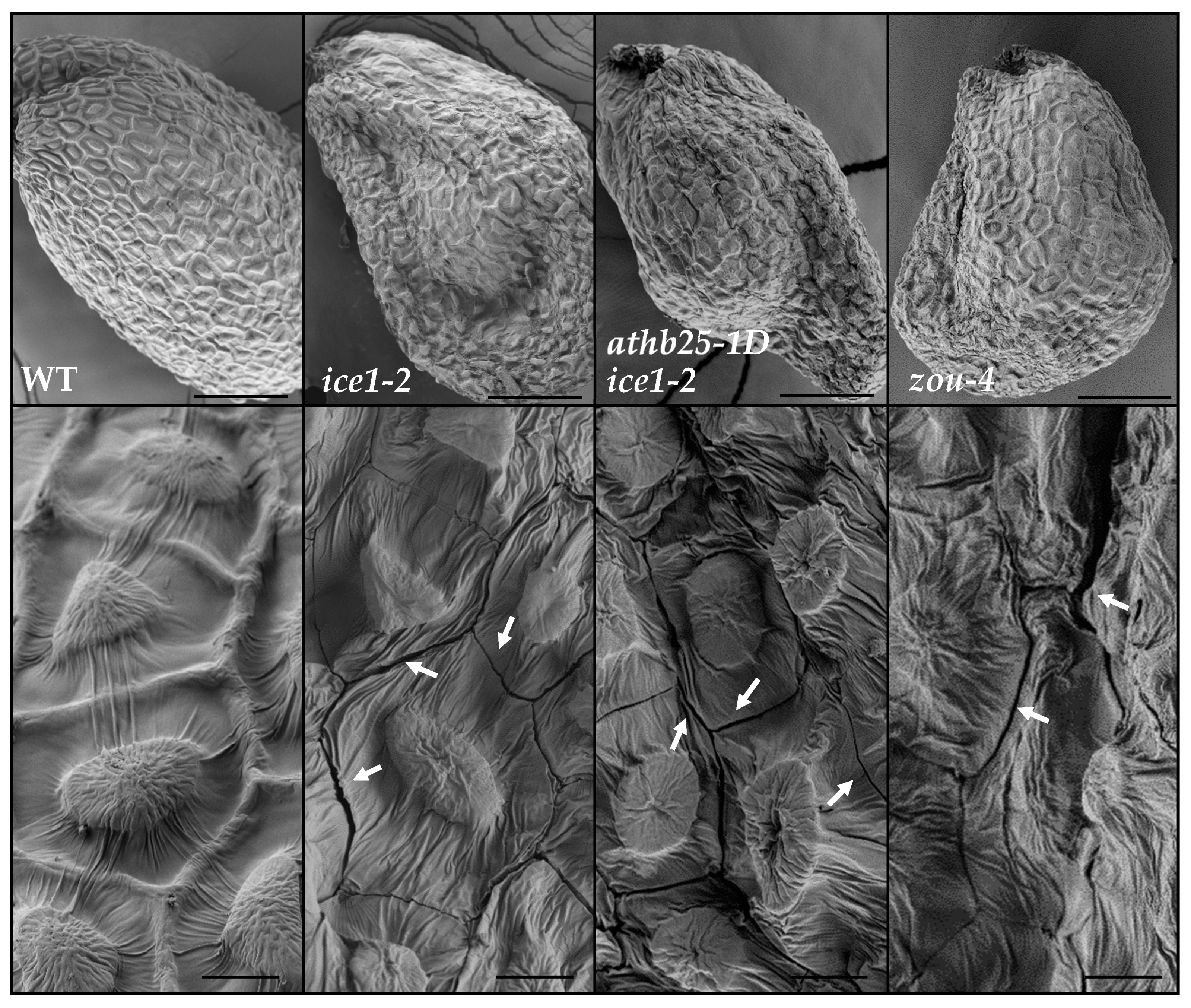 Plants 12 02726 g005