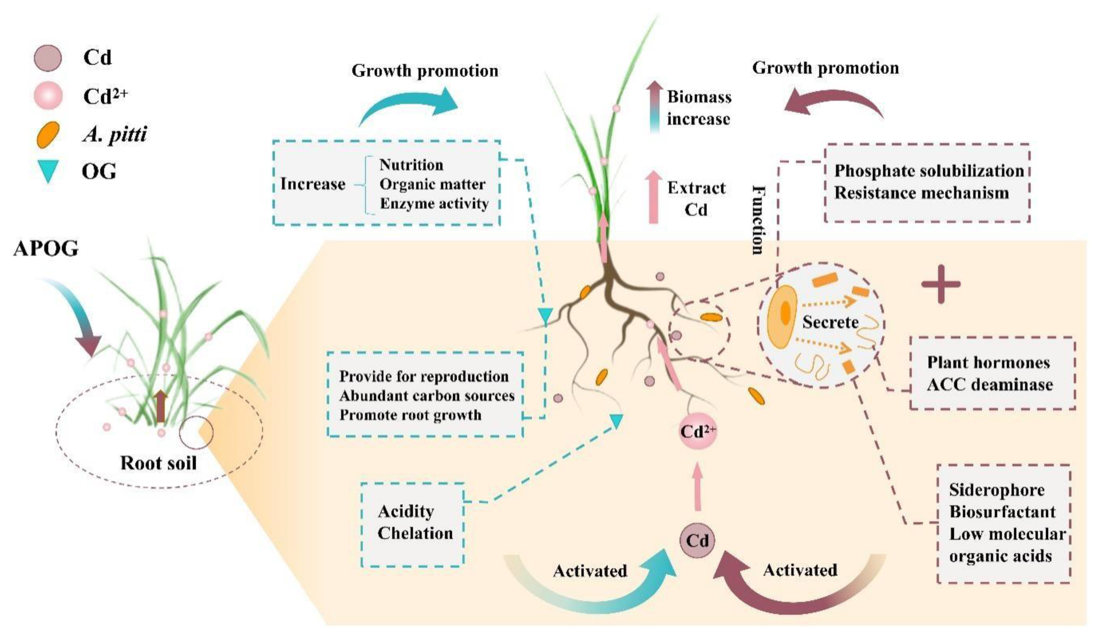 Plants 12 02727 g006