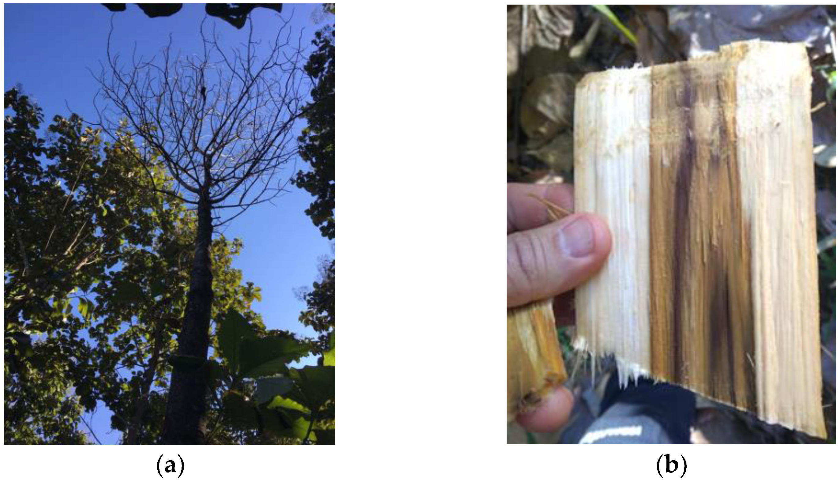 Plants 12 02734 g001