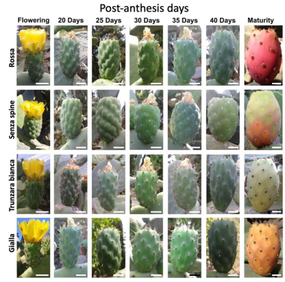 Plants 12 02758 g001