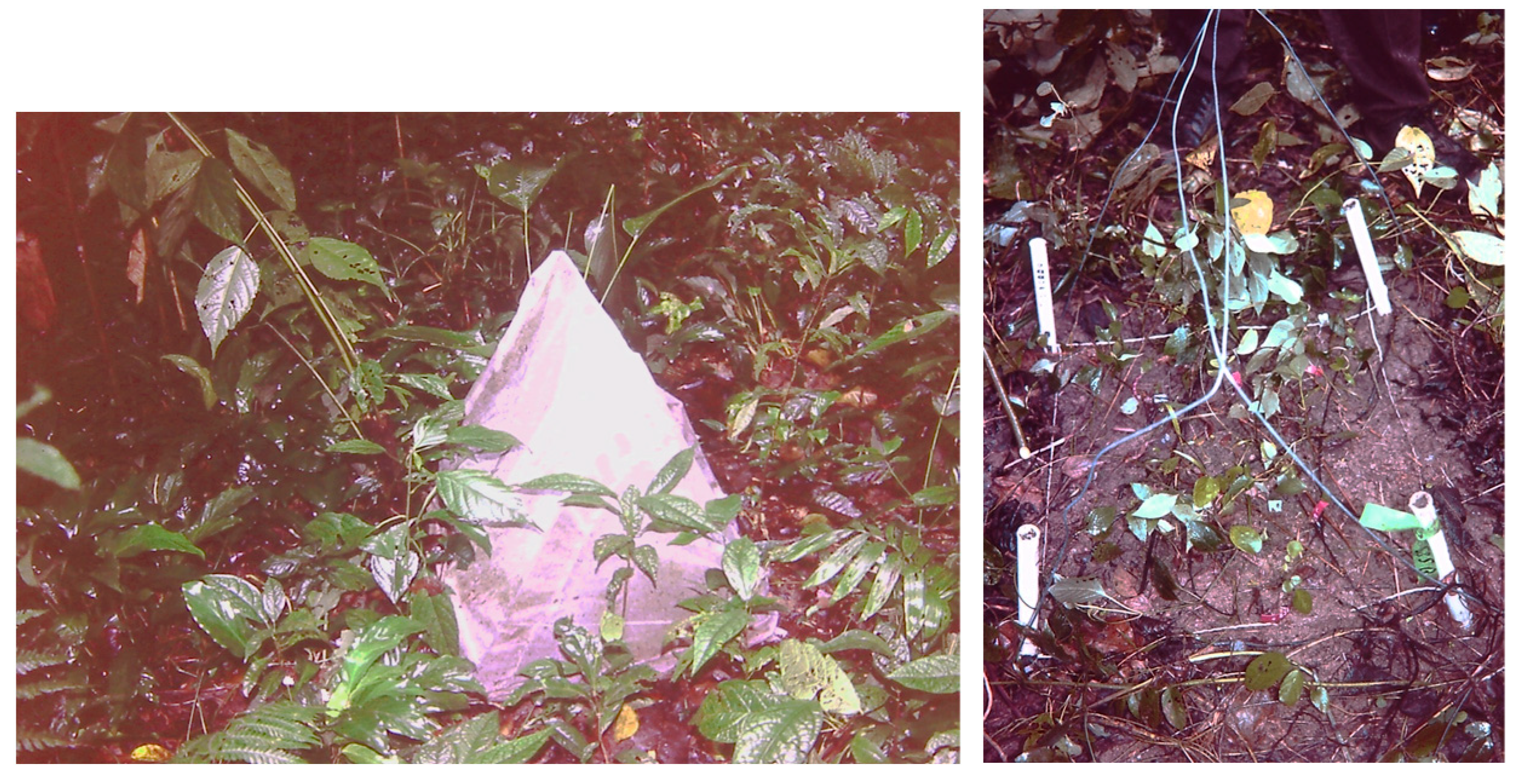 Plants 12 02760 g004 Plants 12 02760 g004