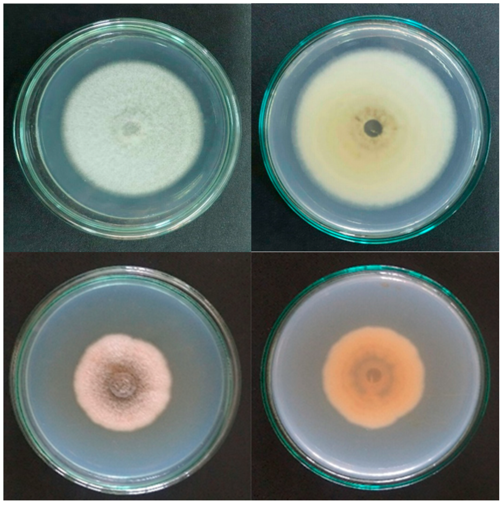 Plants 12 02761 g005