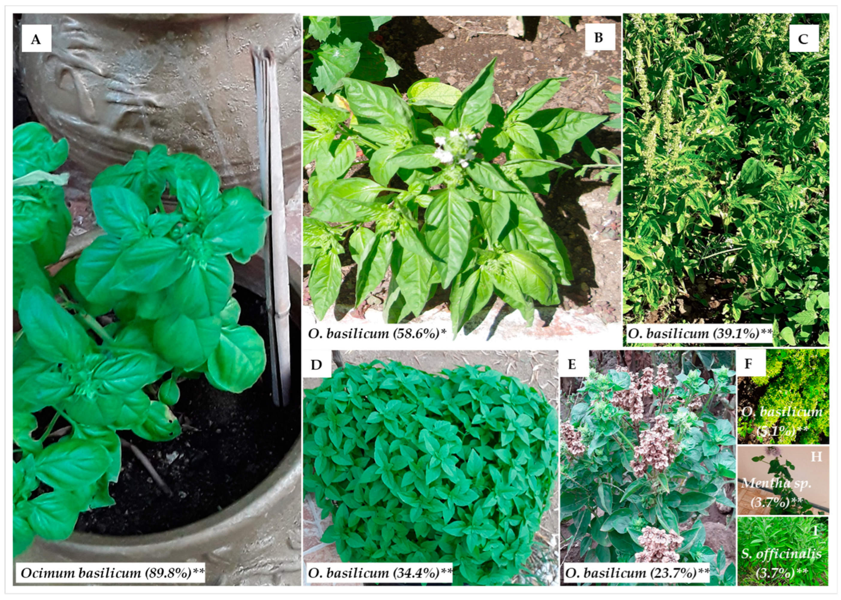 Plants 12 02771 g002