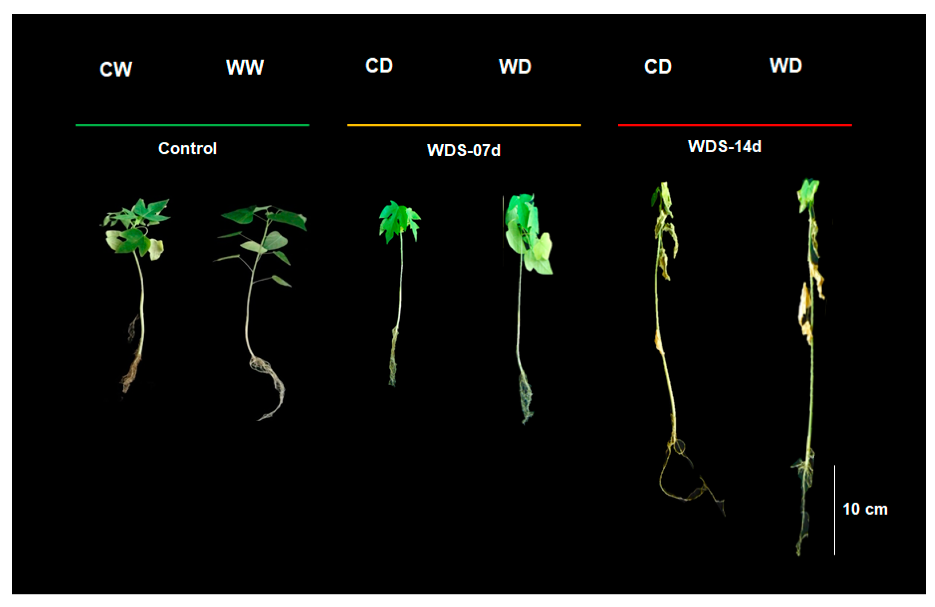 Plants 12 02775 g001