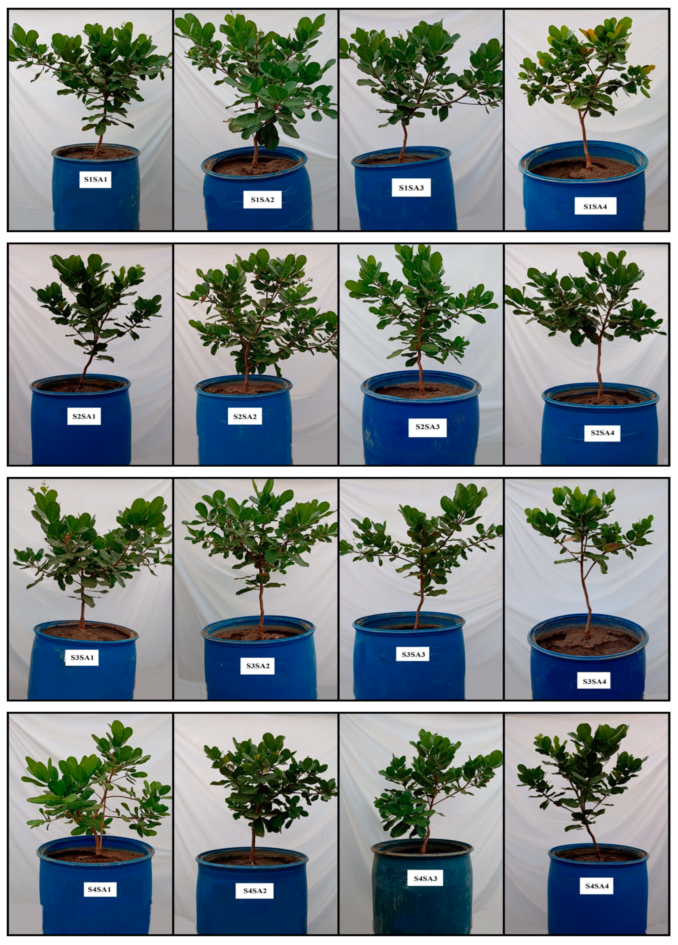 Plants 12 02783 g010a