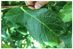 Plants 12 02806 i001 Plants 12 02806 i001