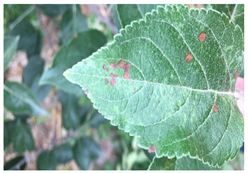 Plants 12 02806 i002 Plants 12 02806 i002