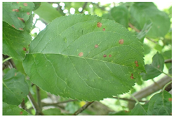 Plants 12 02806 i003 Plants 12 02806 i003