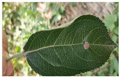 Plants 12 02806 i004 Plants 12 02806 i004