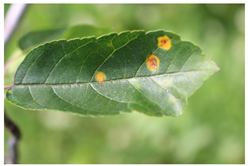 Plants 12 02806 i005 Plants 12 02806 i005