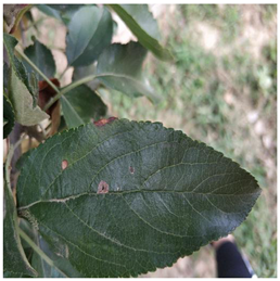 Plants 12 02806 i006 Plants 12 02806 i006