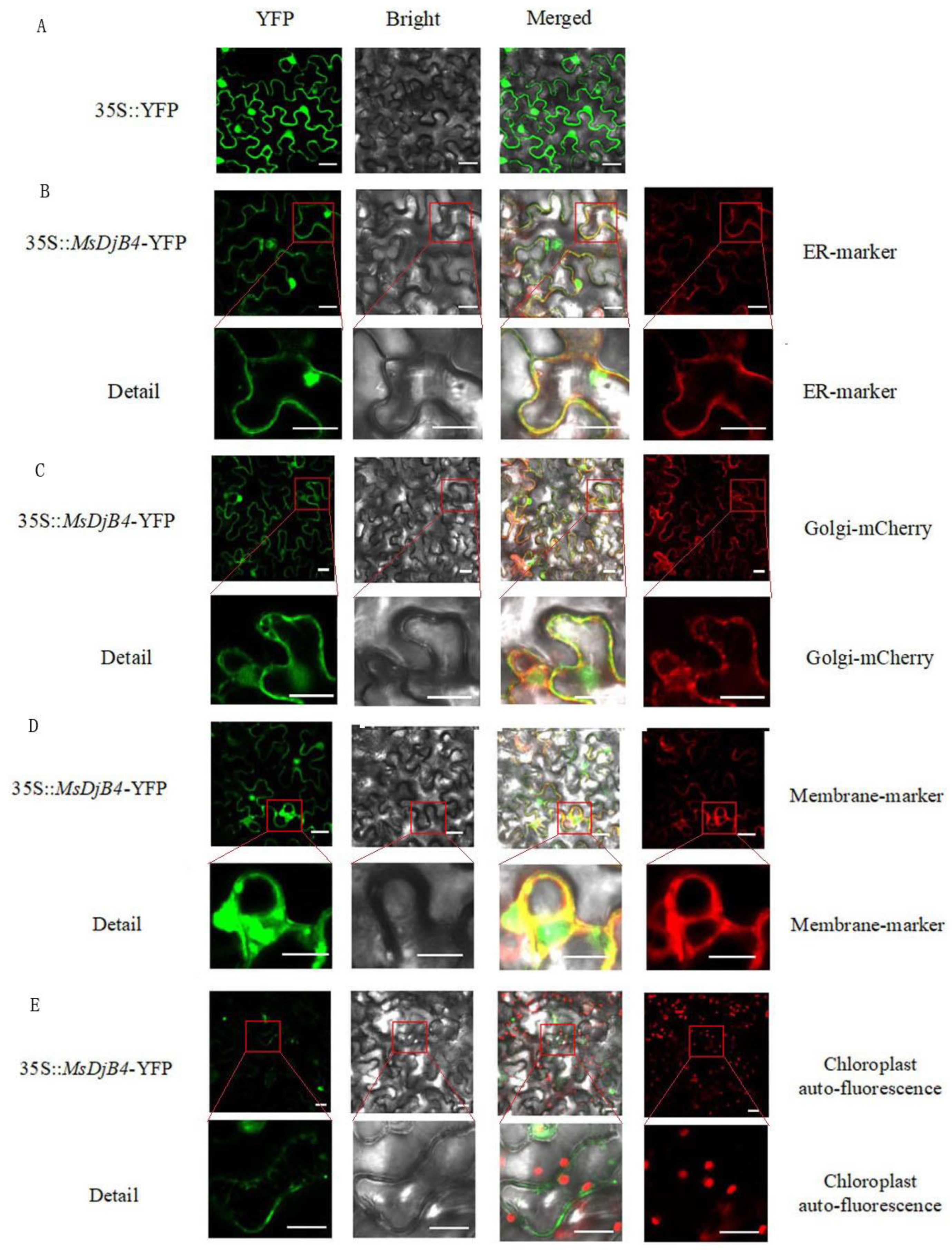 Plants 12 02808 g005
