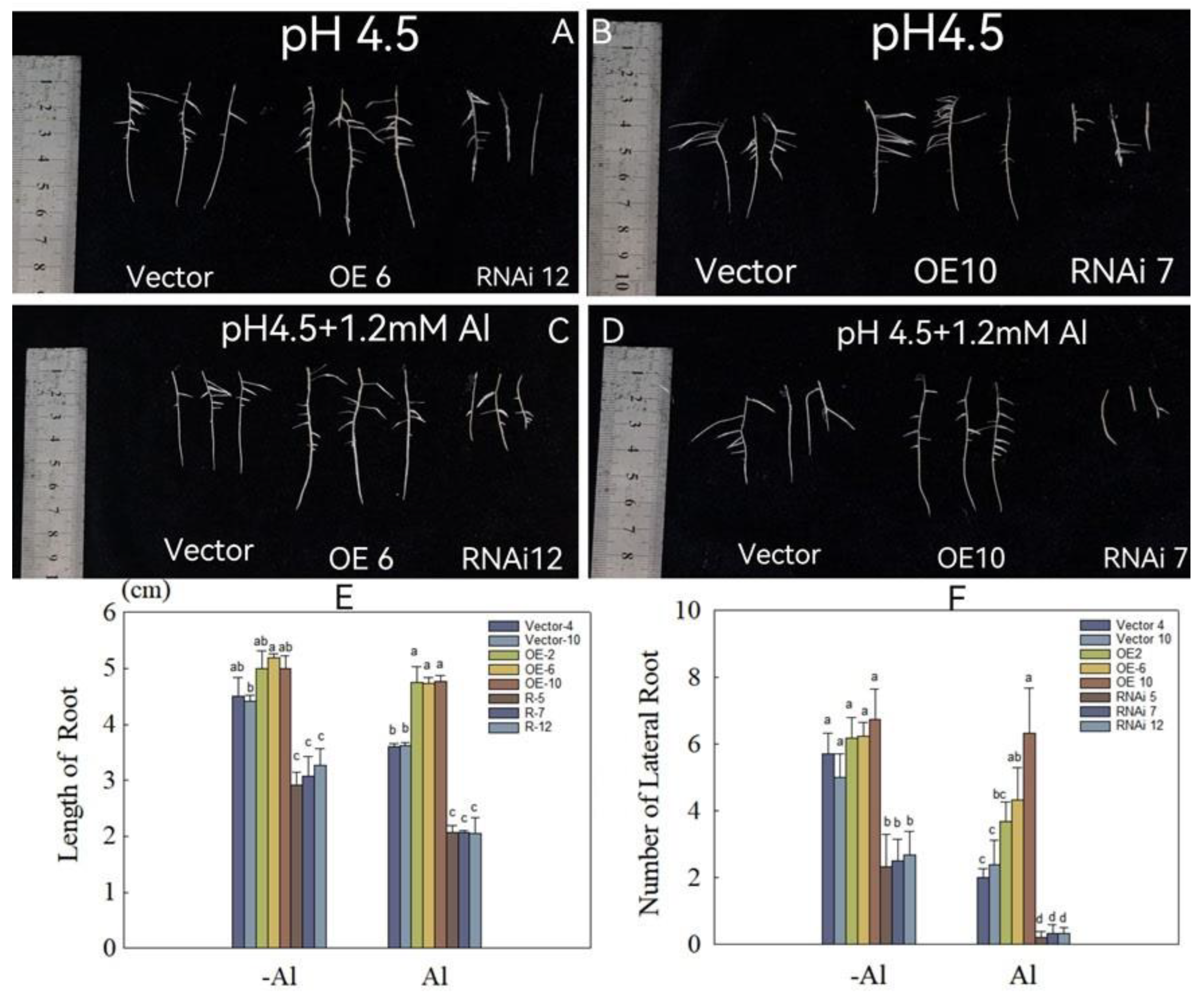 Plants 12 02808 g006