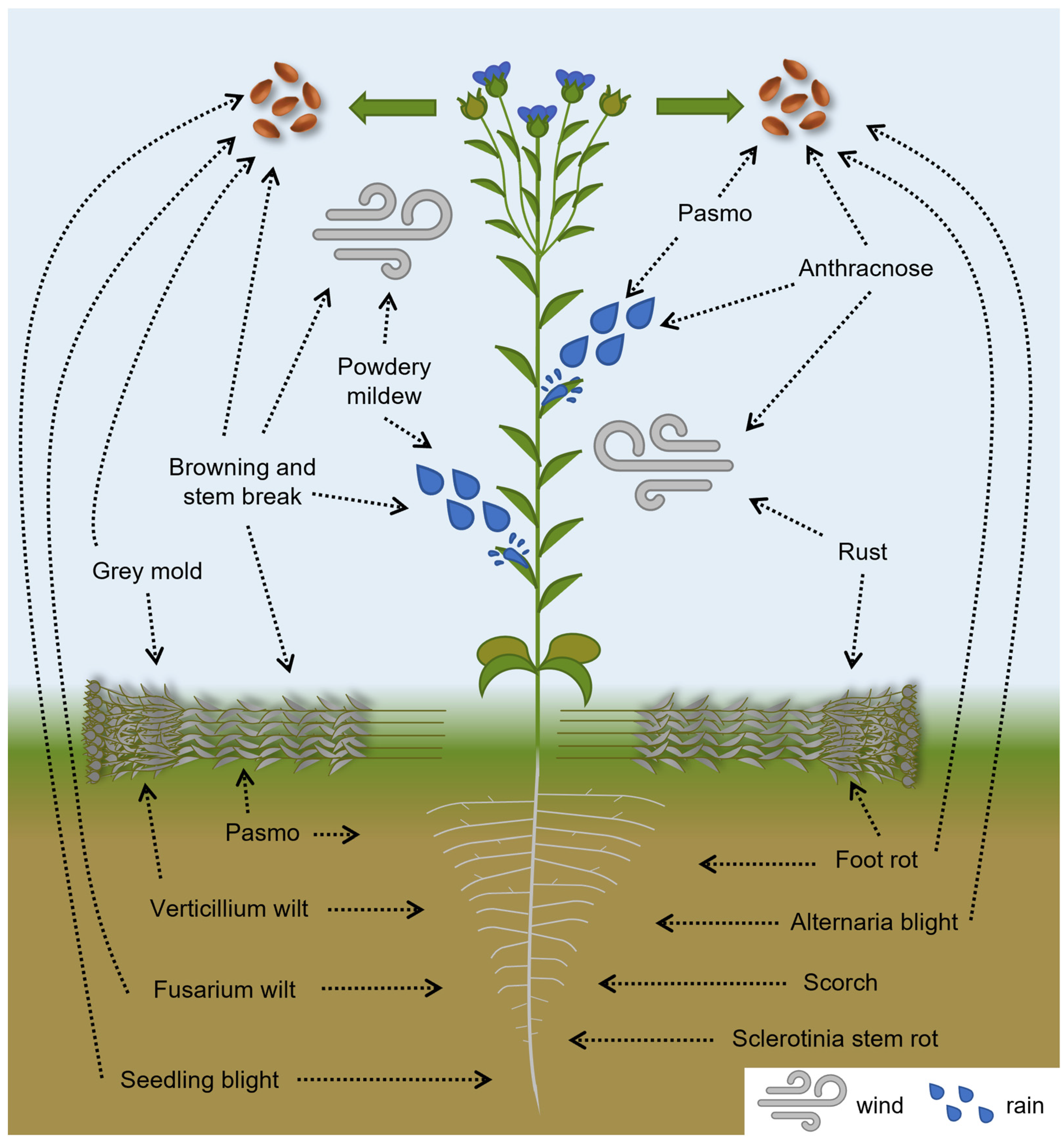 Plants 12 02811 g001