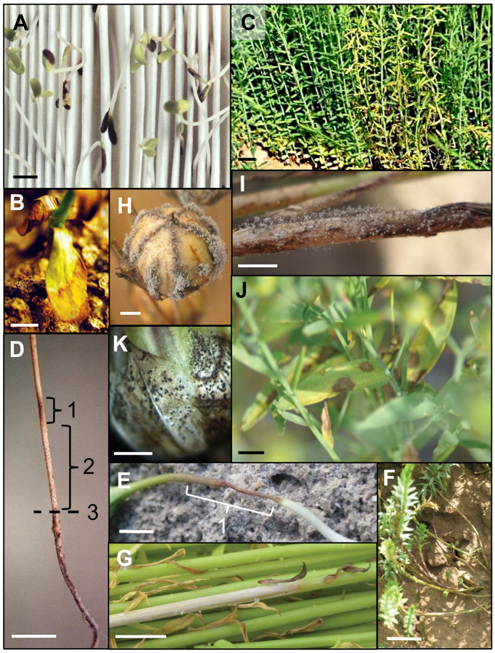 Plants 12 02811 g003