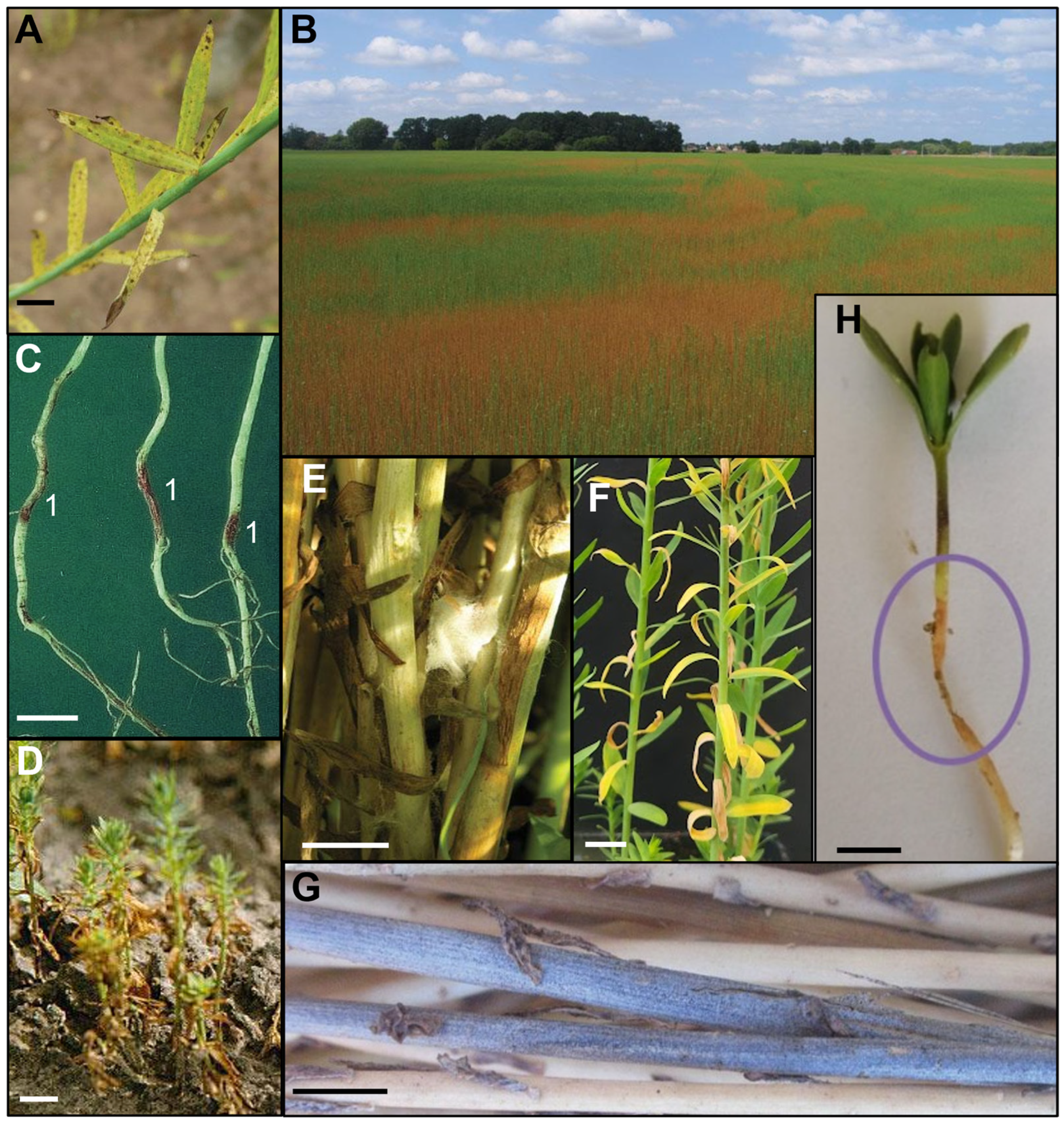 Plants 12 02811 g004