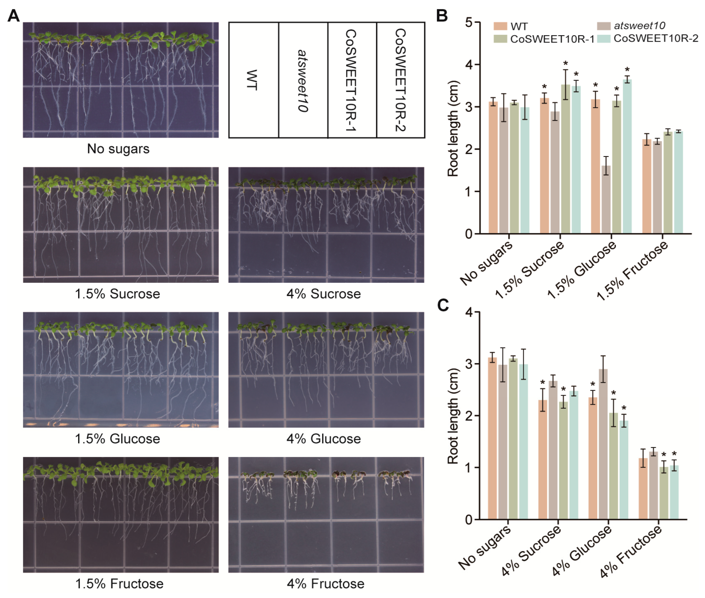 Plants 12 02818 g004