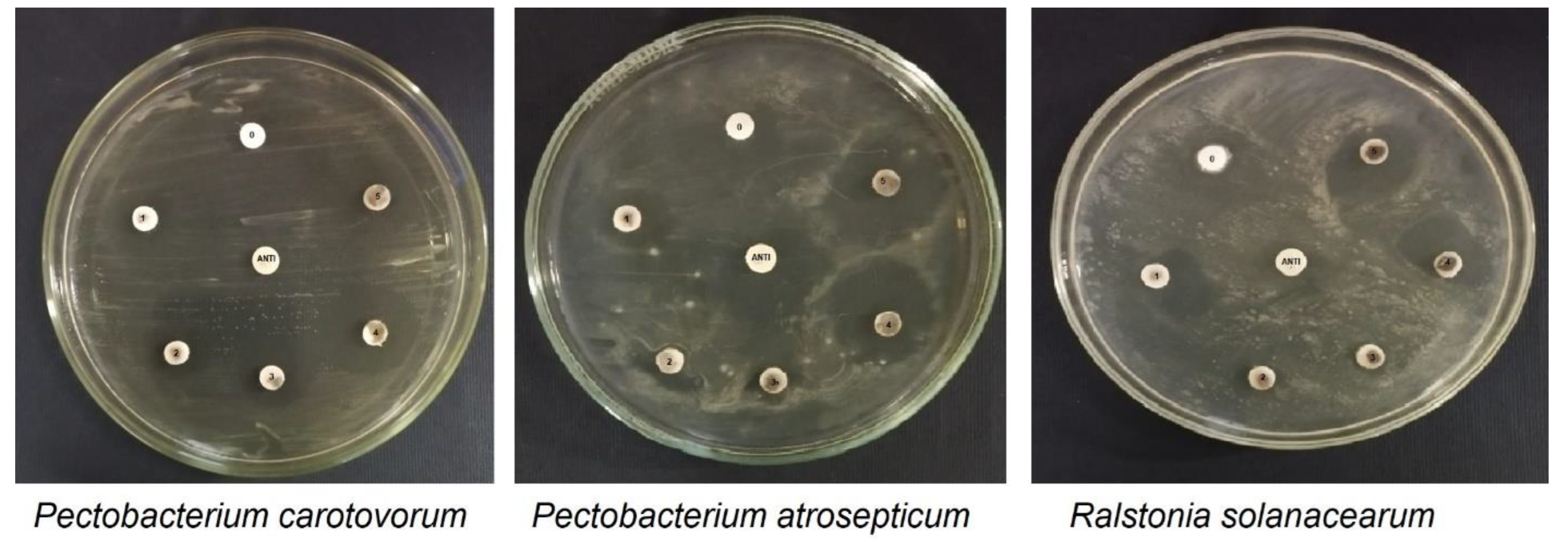 Plants 12 02826 g005