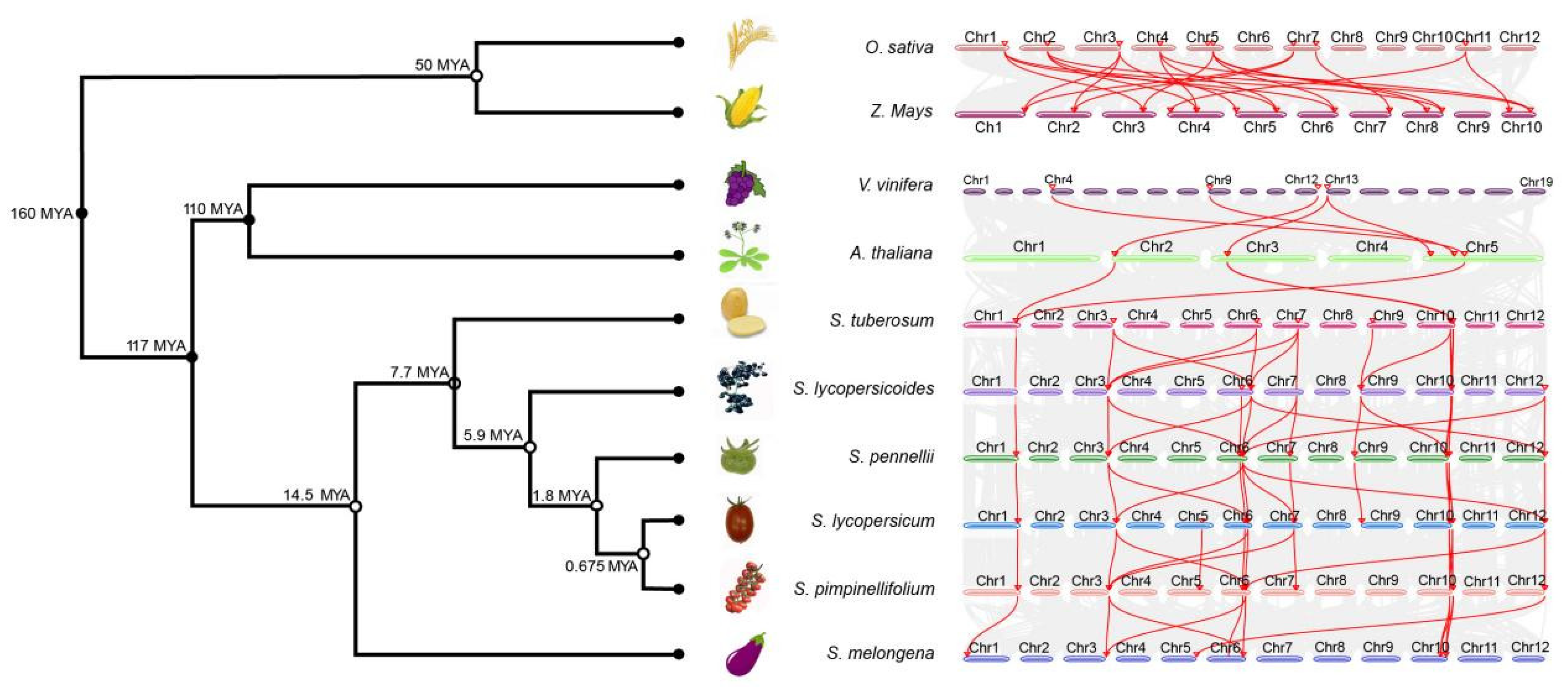Plants 12 02829 g006