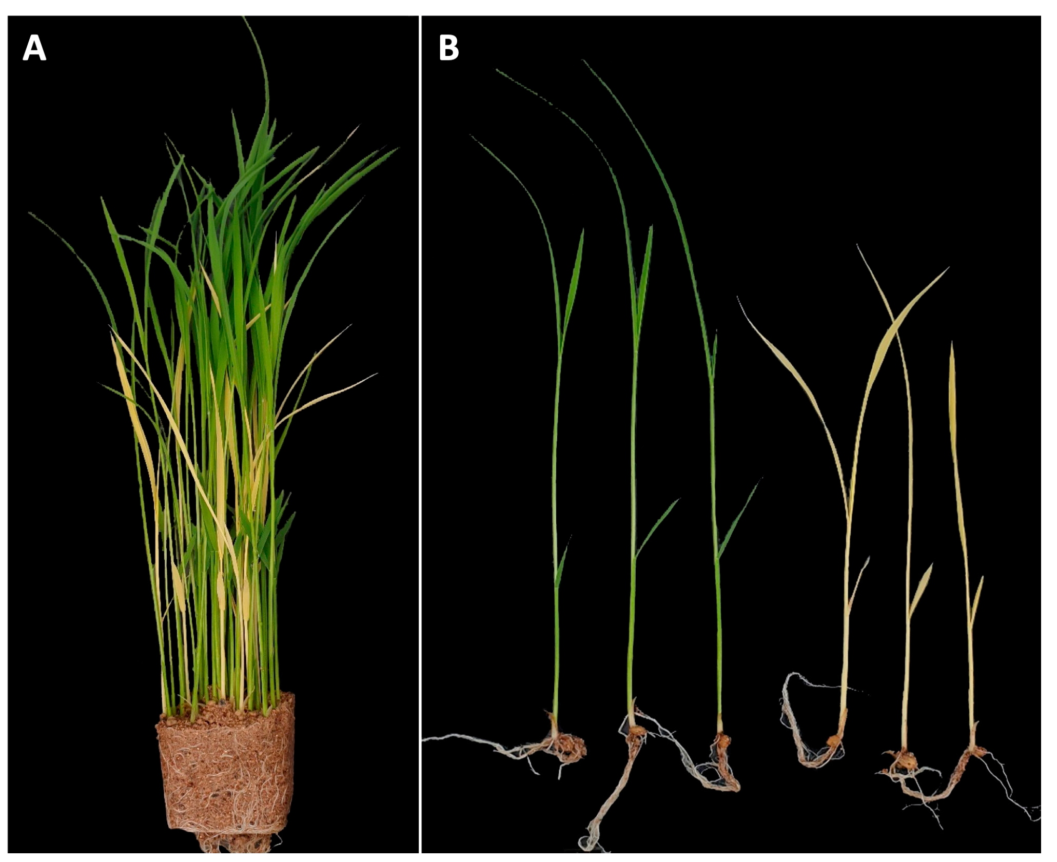 Plants 12 02831 g001 Plants 12 02831 g001