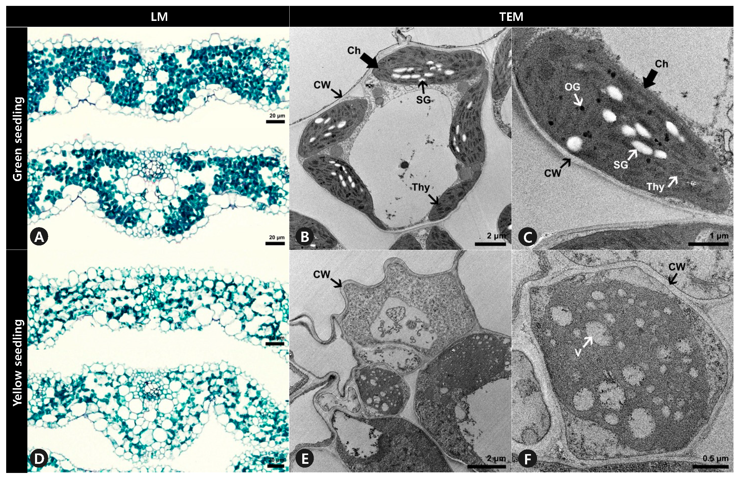 Plants 12 02831 g003 Plants 12 02831 g003