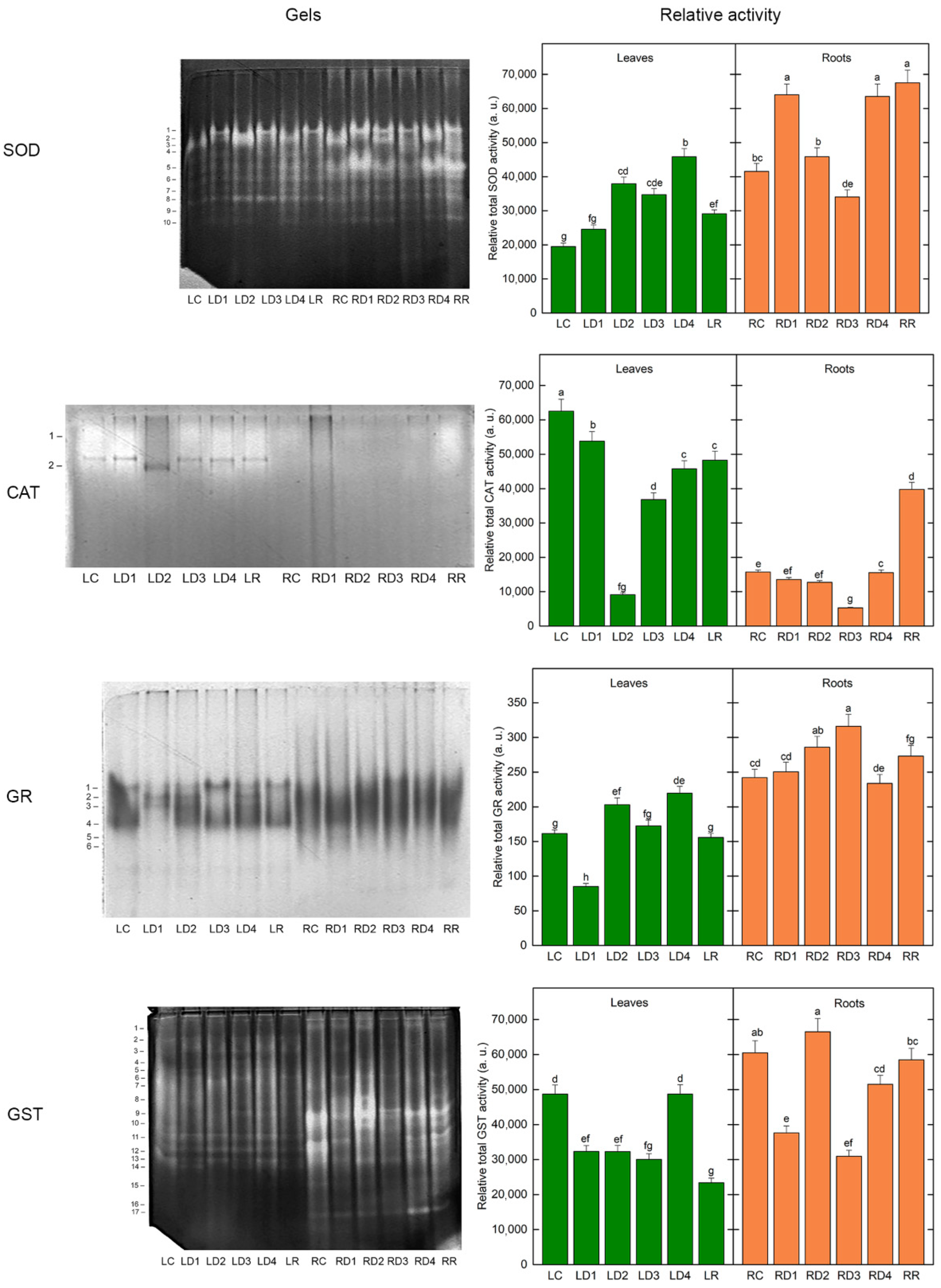 Plants 12 02834 g007