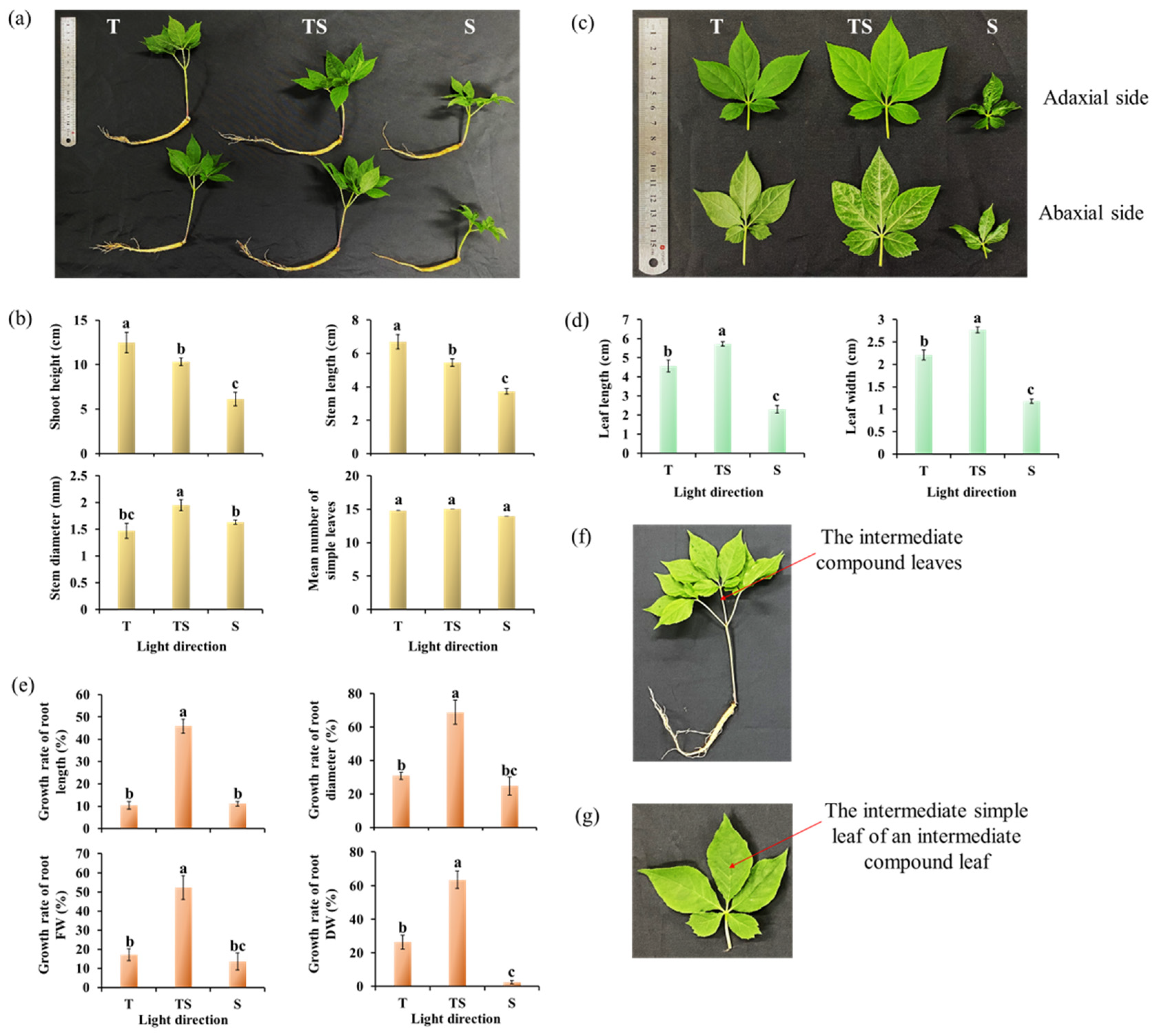 Plants 12 02849 g001