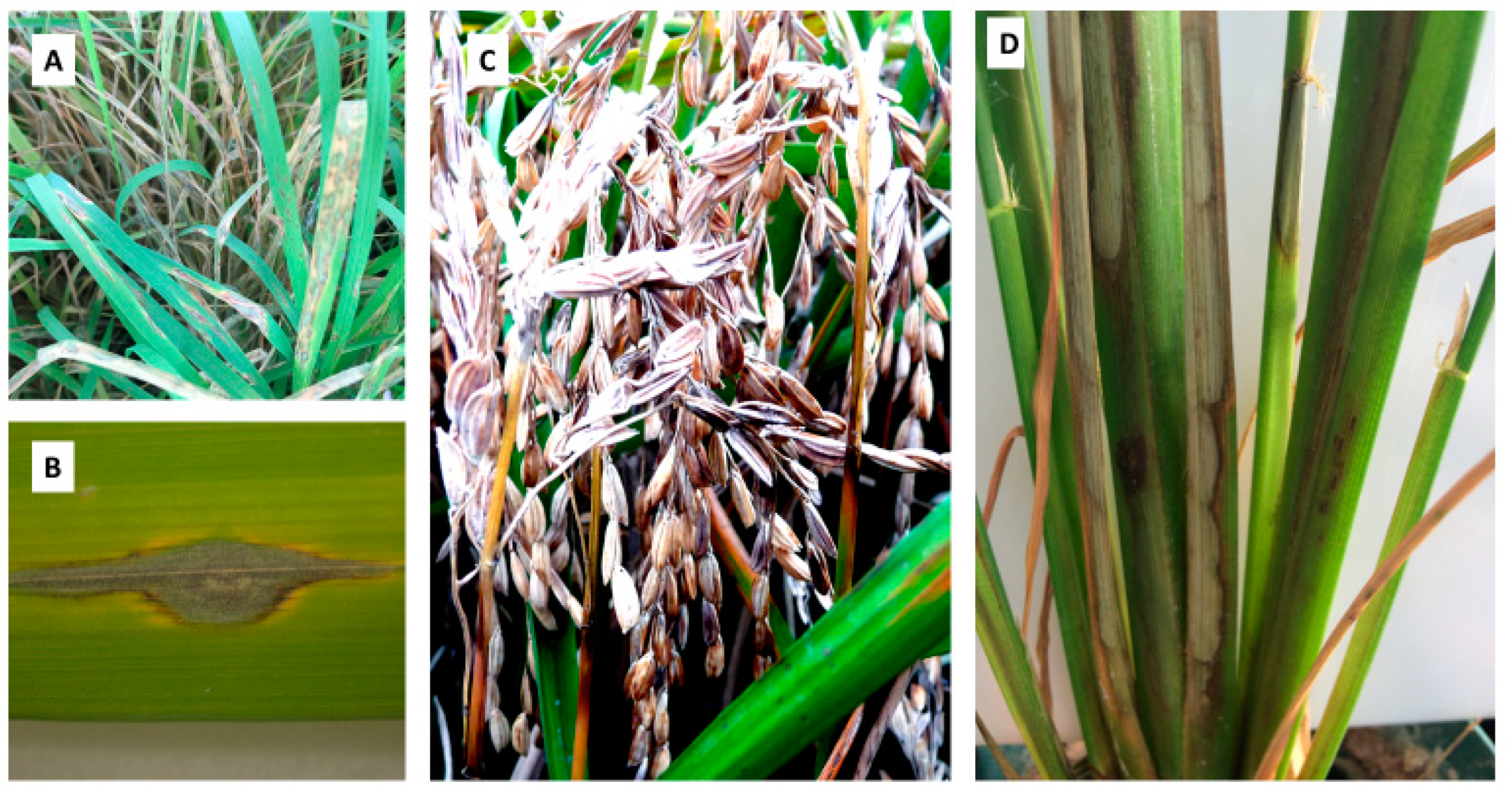 Plants 12 02850 g003