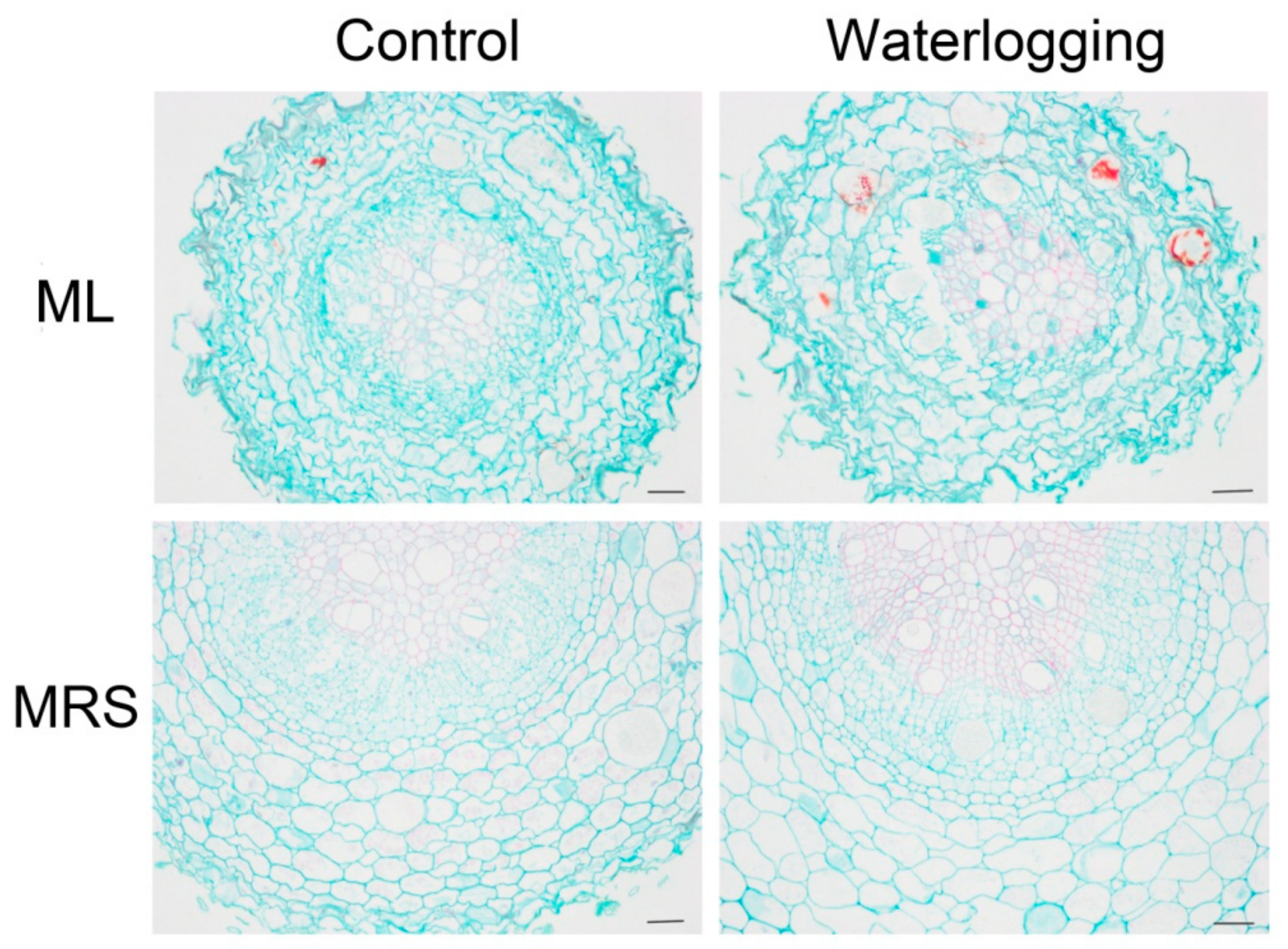 Plants 12 02872 g005