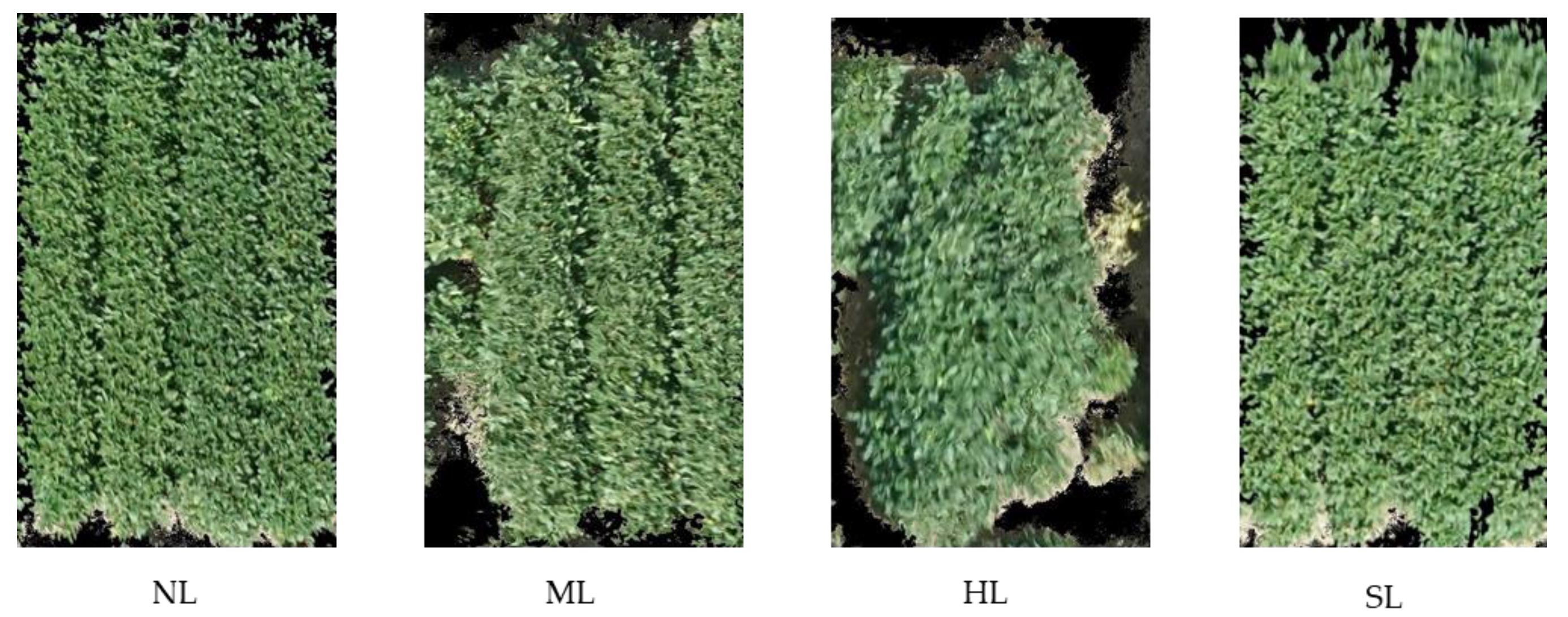 Plants 12 02893 g006 Plants 12 02893 g006